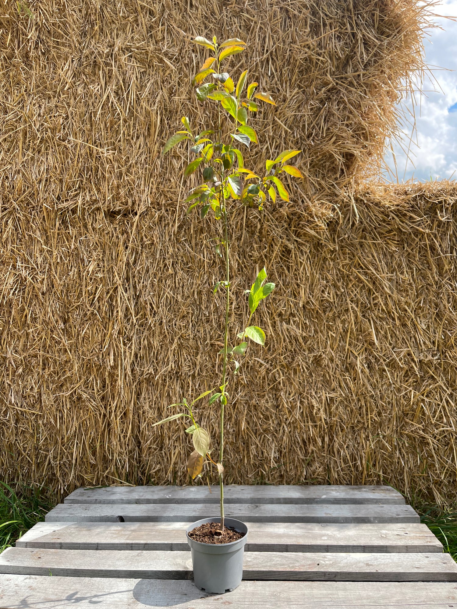 Dadelplommon i olika storlekar 100-160 cm (Diospyros lotus)