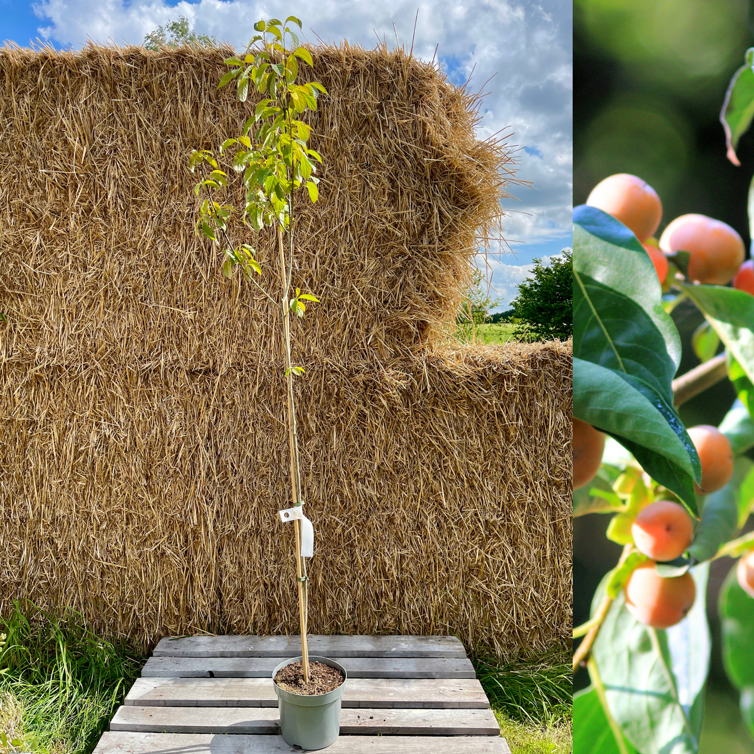 Dadelplommon i olika storlekar 100-160 cm (Diospyros lotus)