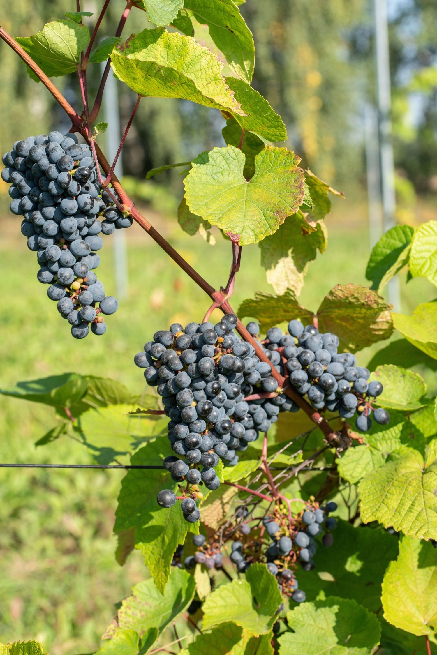 Vindruva / Amurvin: Mycket Härdig Vinranka 60-80 cm (Vitis amurensis)