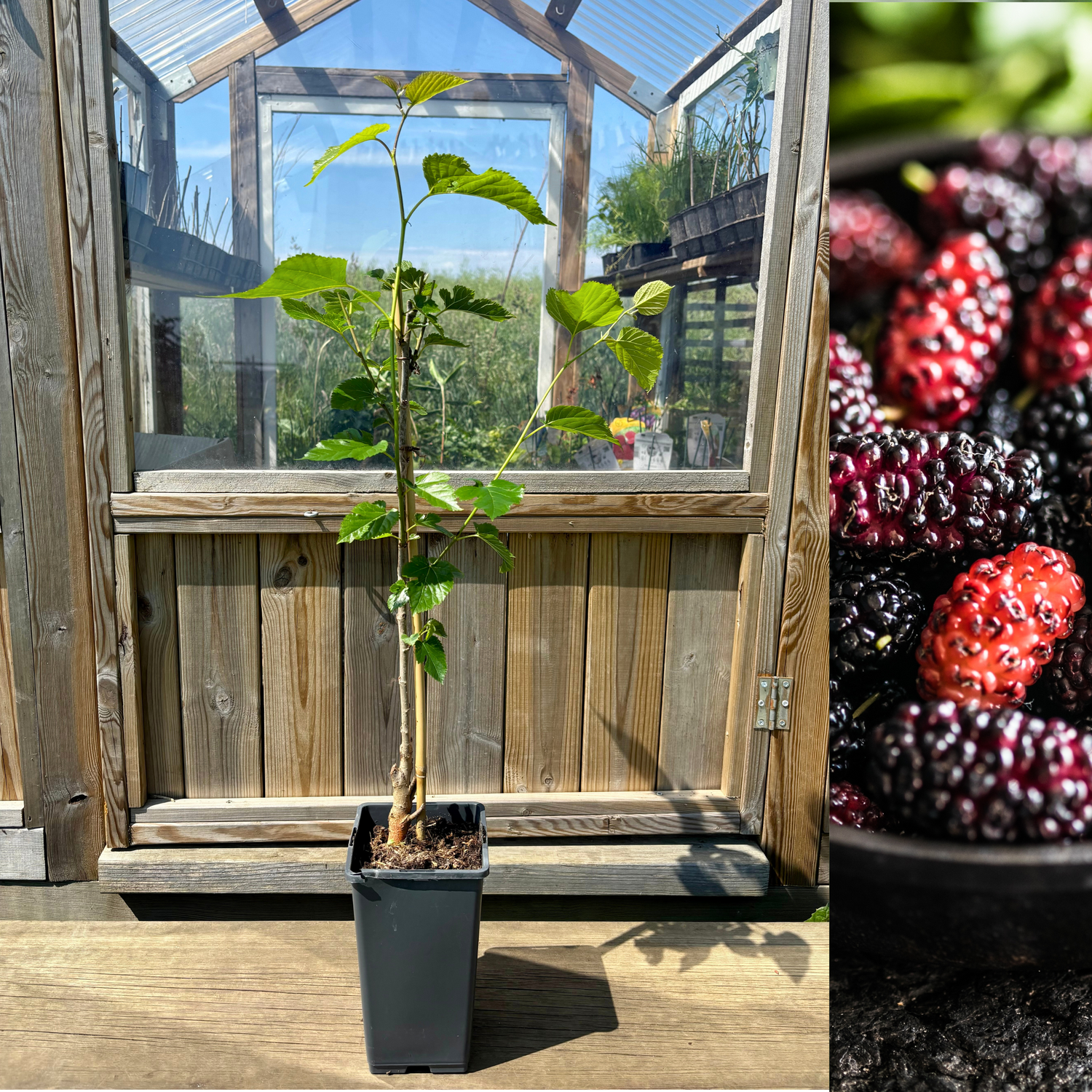 Dvärg-Mullbär Mojo Berry® 'Matsunaga' 40-50 cm (Morus rotundiloba)