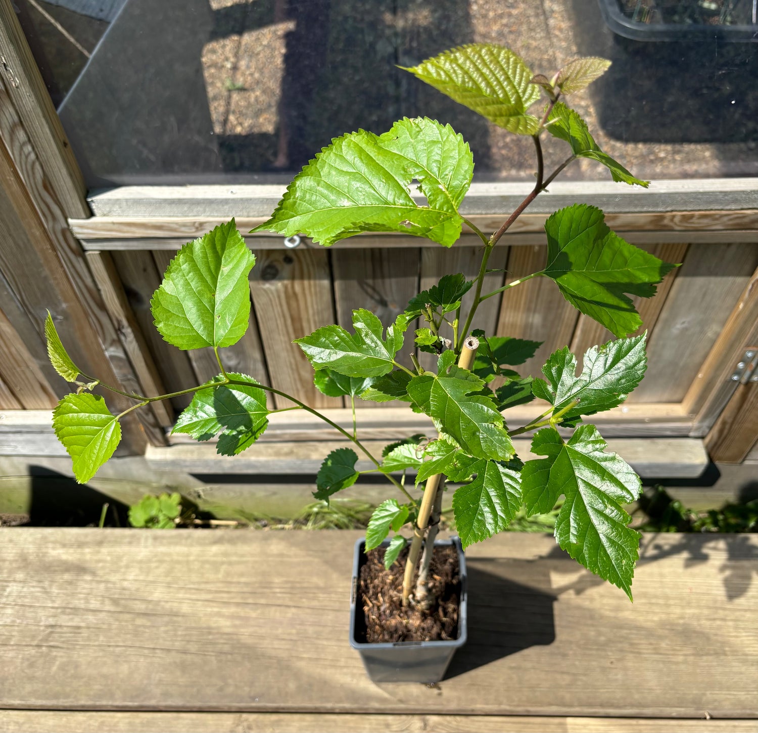 Dvärg-Mullbär Mojo Berry® 'Matsunaga' 40-50 cm (Morus rotundiloba)