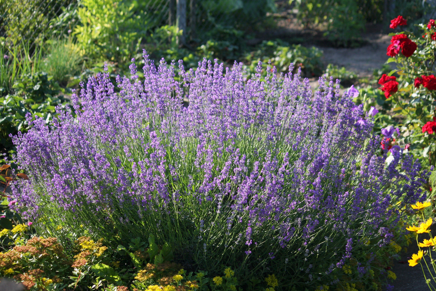 Lavendel 20-30 cm (Lavandula angustifolia)