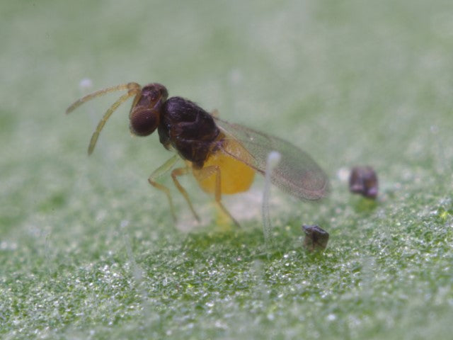 Nyttodjurs-mix mot "vita flygare" / mjöllöss