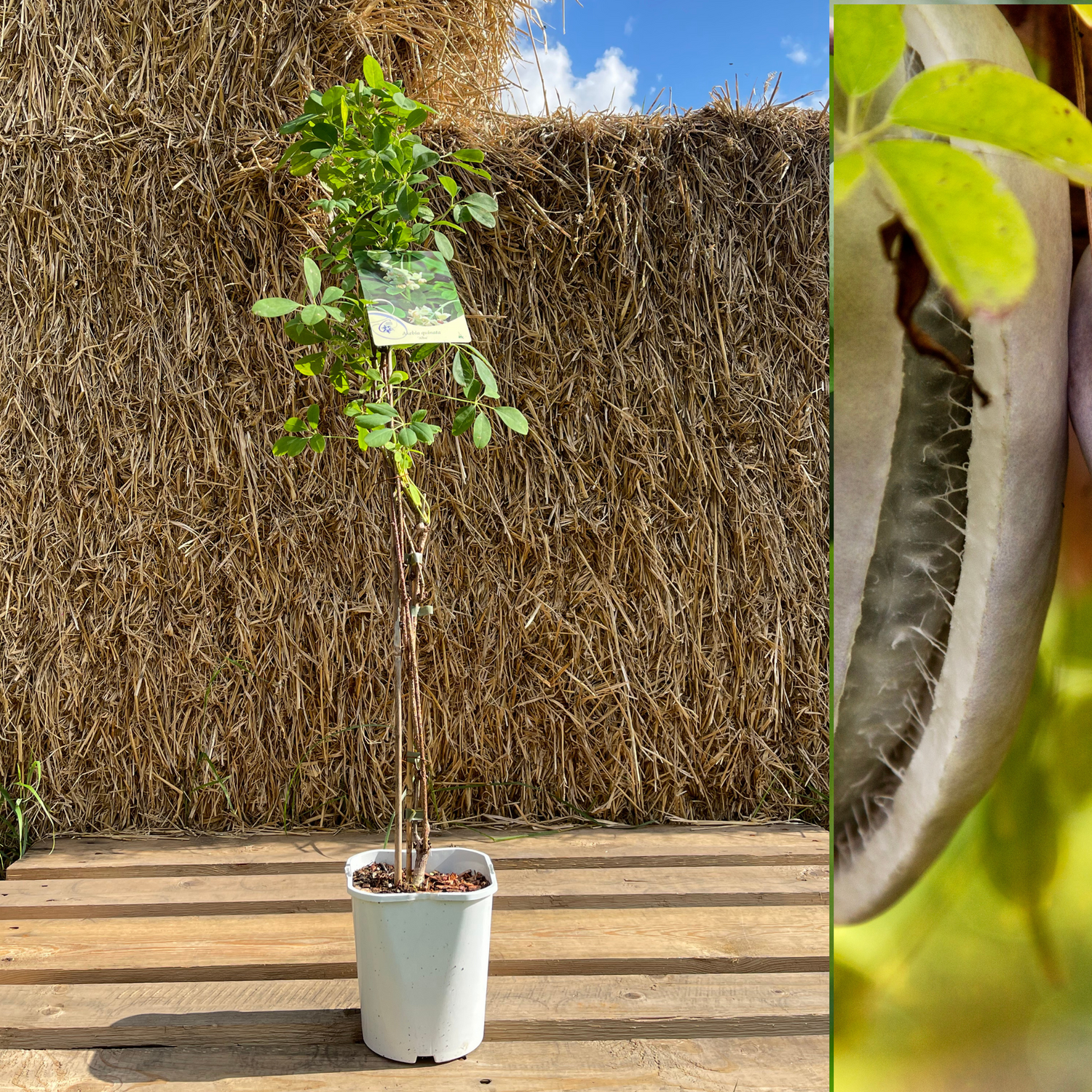 Fembladig Akebia 'Alba' 100-120 cm (Akebia quinata)