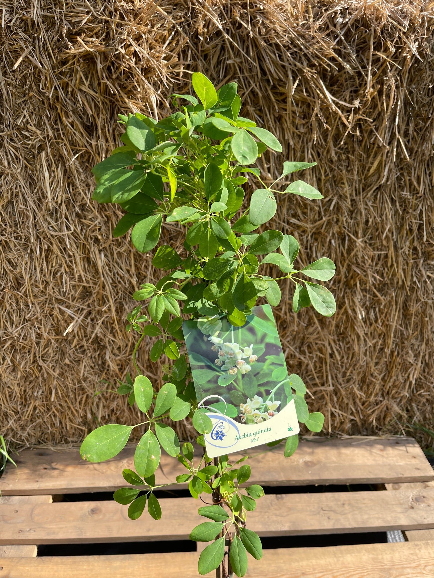Fembladig Akebia 'Alba' 100-120 cm (Akebia quinata)