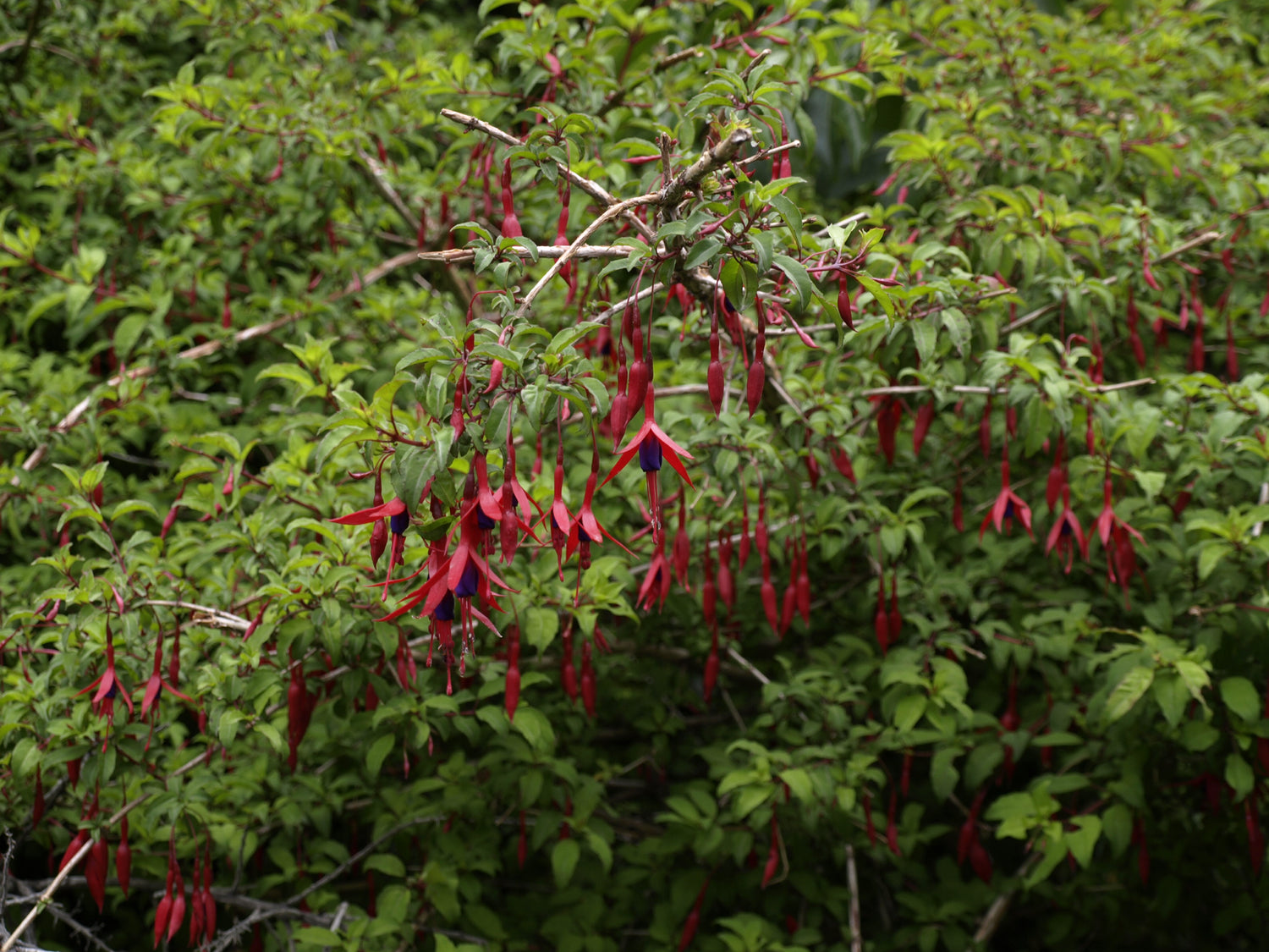 Frilandsfuchsia 'Gracilis': Härdig Art 10-20 cm (Fuchsia magellanica)
