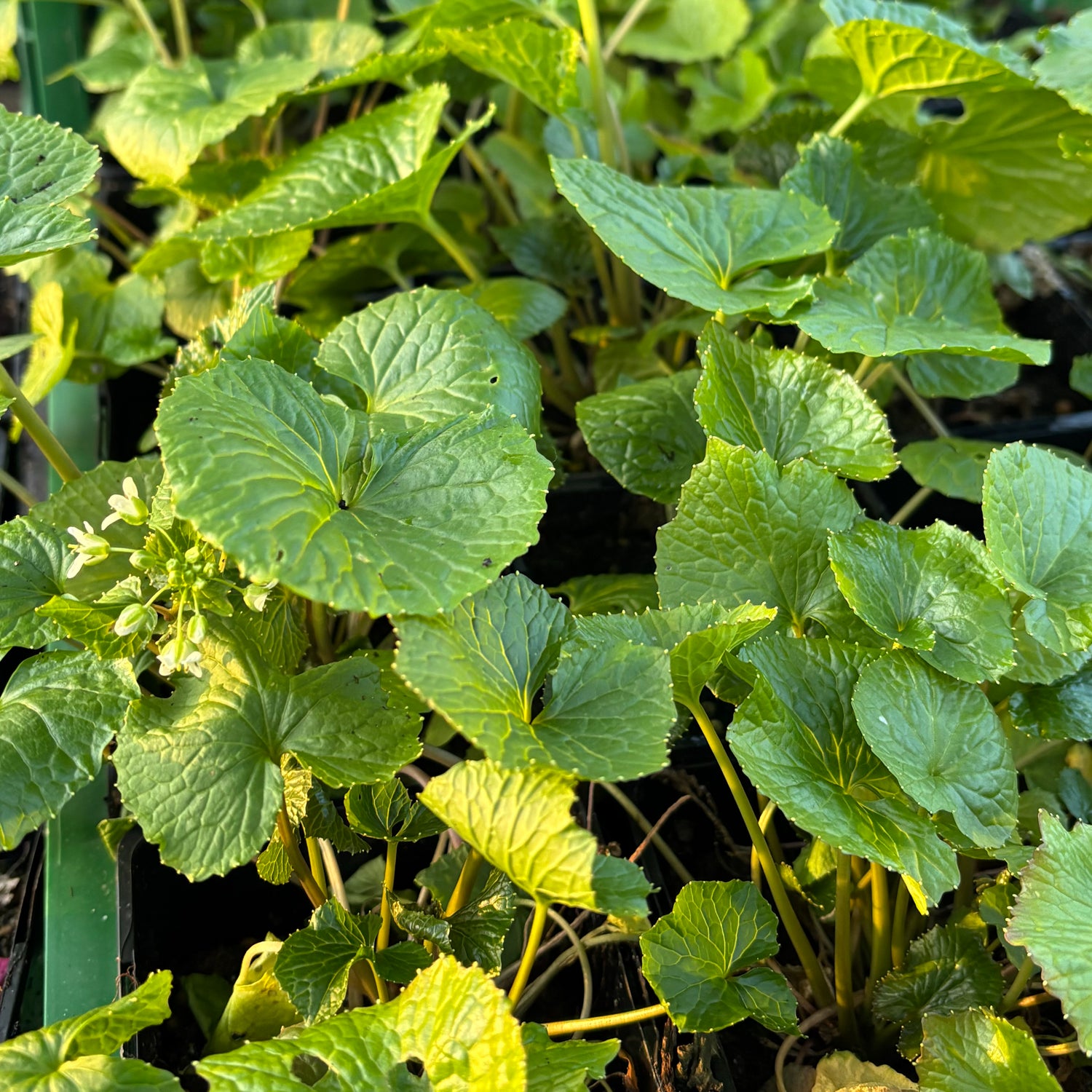 Wasabi Planta (Eutrema japonicum)