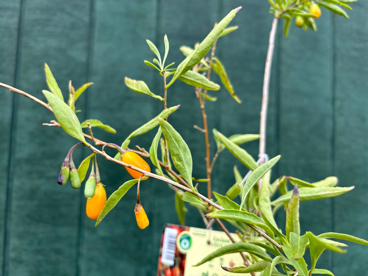 Gult Gojibär / Bocktörne 'Amber Sweet' 20-30 cm (Lycium barbarum)