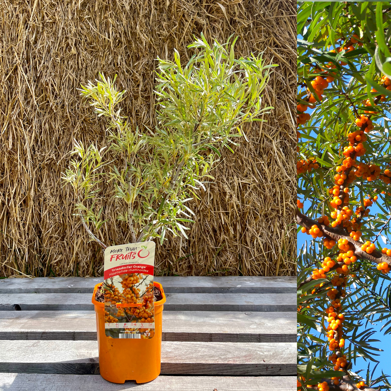 Havtorn 'Friesdorfer Orange' Planta 40-50 cm (Hippophae rhamnoides)