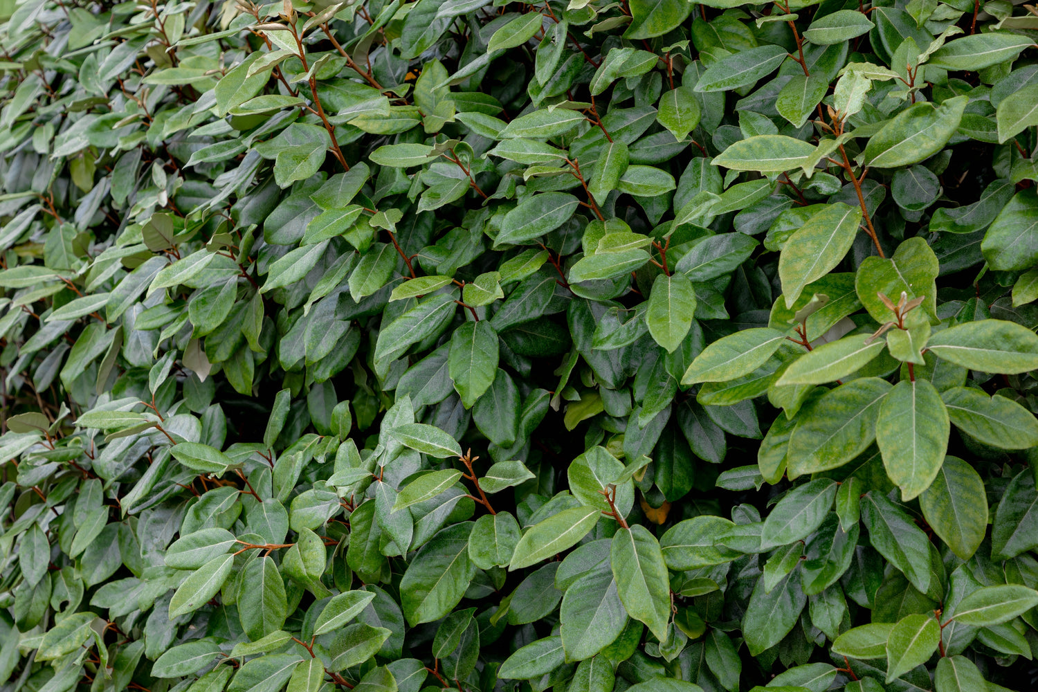 Höstsilverbuske / Olivpil i olika storlekar 40-170 cm (Elaeagnus x ebbingei)