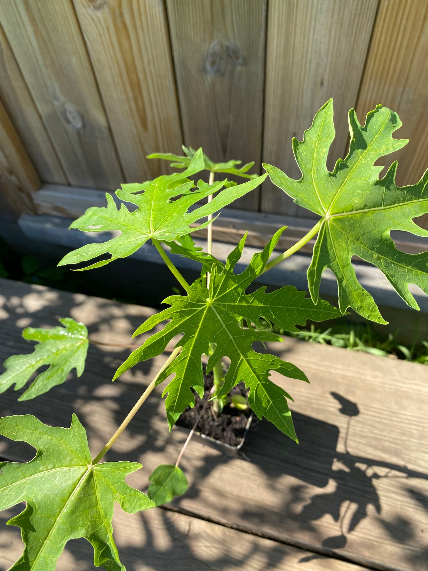 Papaya 'HOLLAND' Träd 30-50 cm (Carica papaya)
