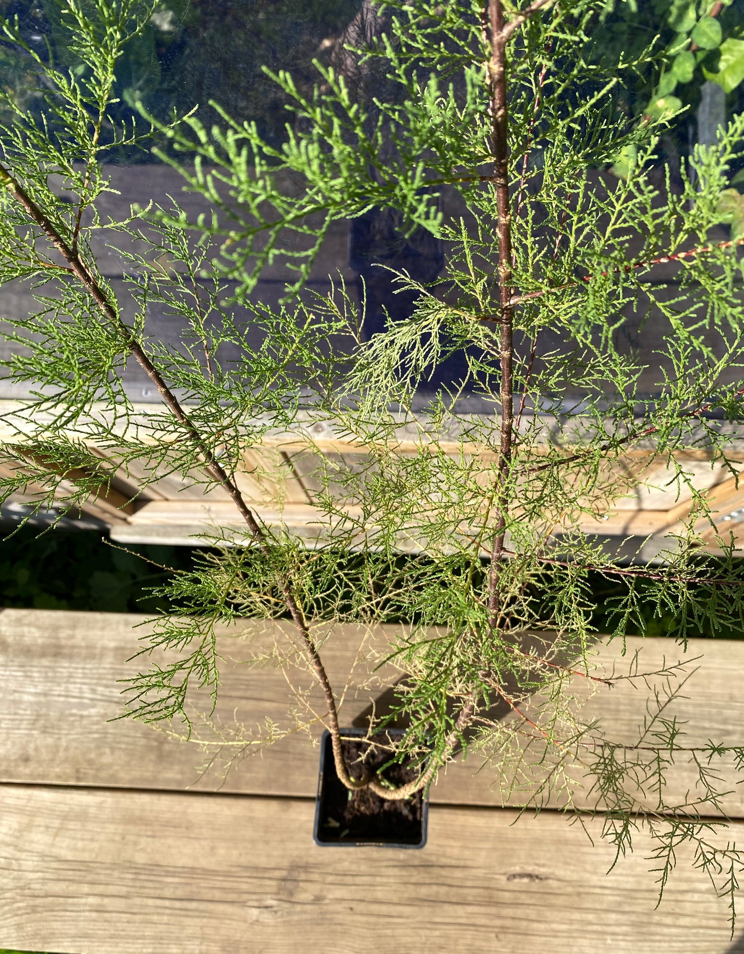 Prakttamarisk i olika storlekar 80-110 cm (Tamarix tetrandra)