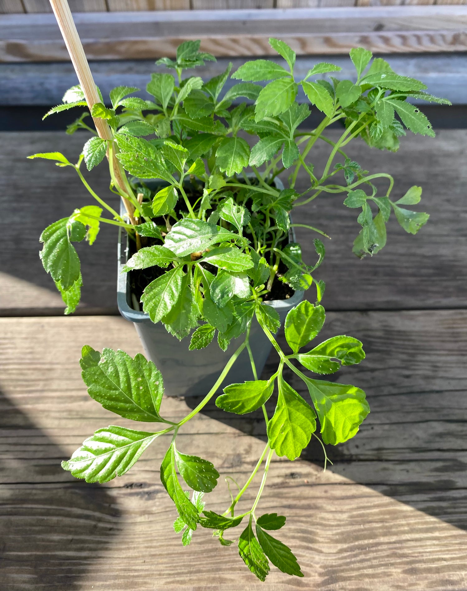 Jiaogulan Planta 20-40 cm (Gynostemma pentaphyllum)