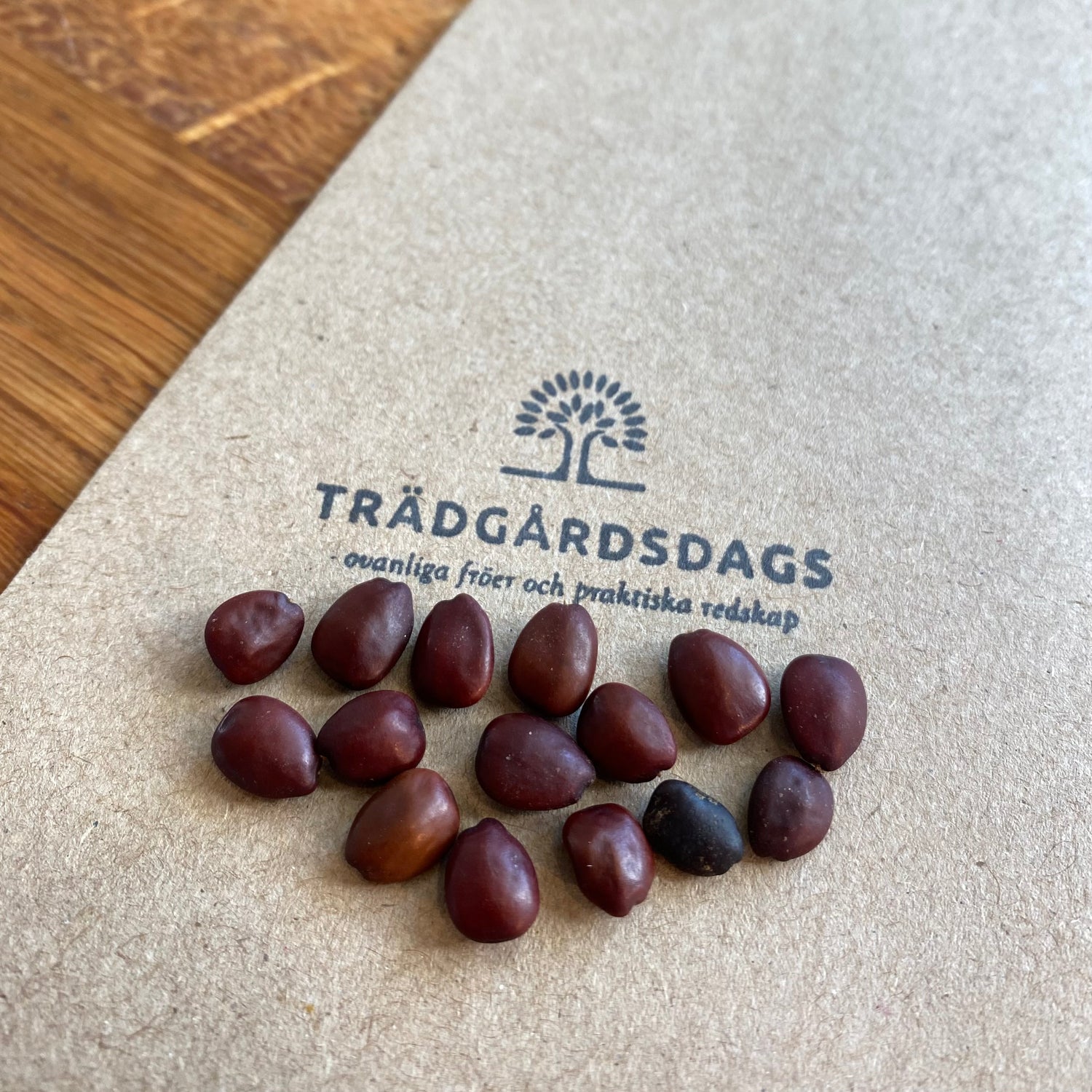 Johannesbröd / Carob (Ceratonia siliqua)