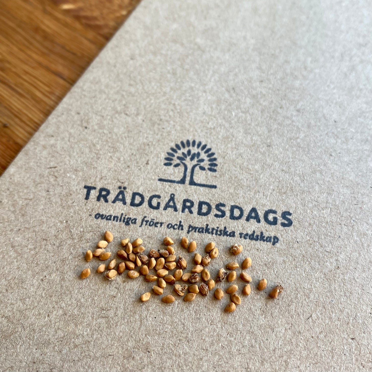 Svart Mullbär (Morus nigra)