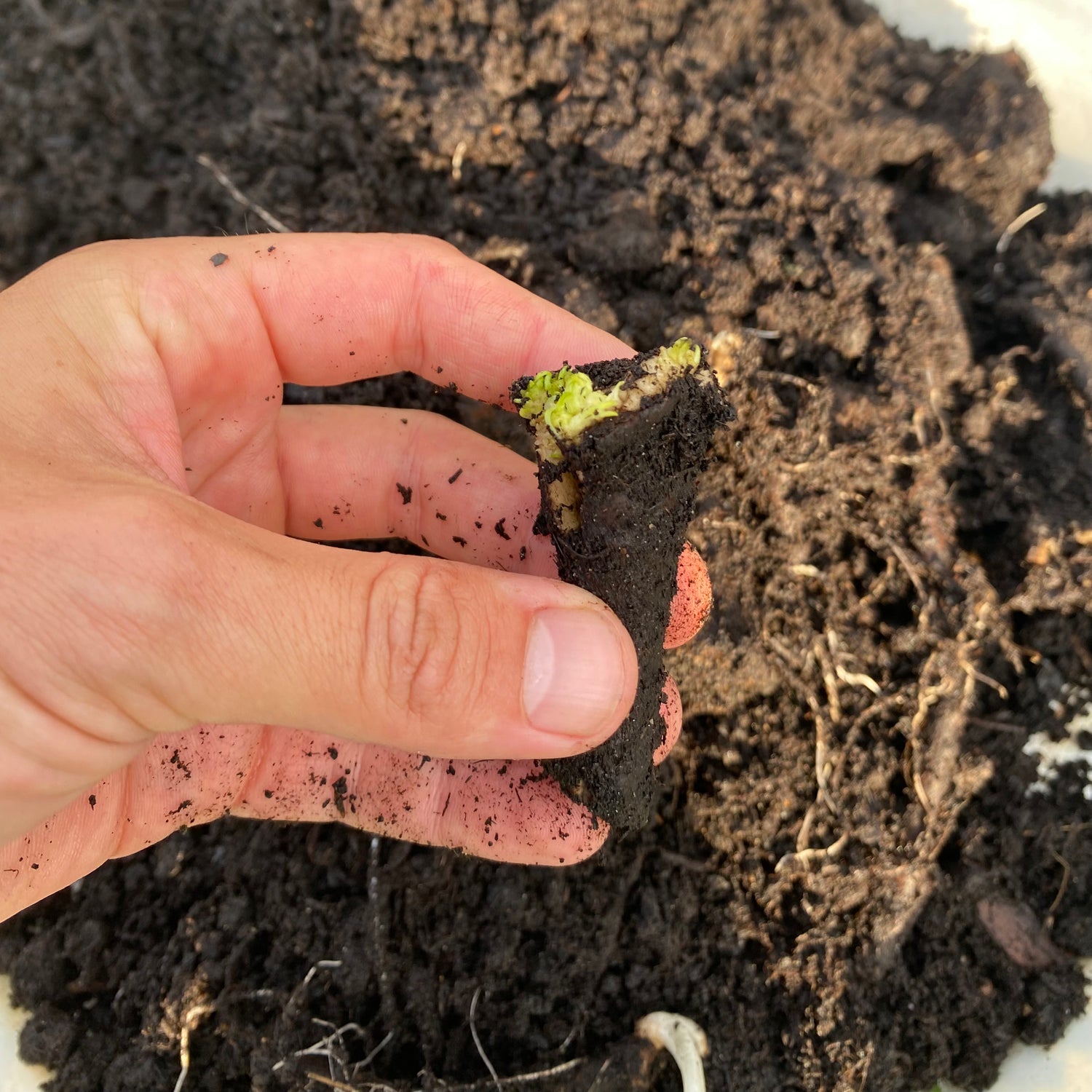 Vallört 'Bocking 14' 3st Rotsticklingar (Symphytum x uplandicum)