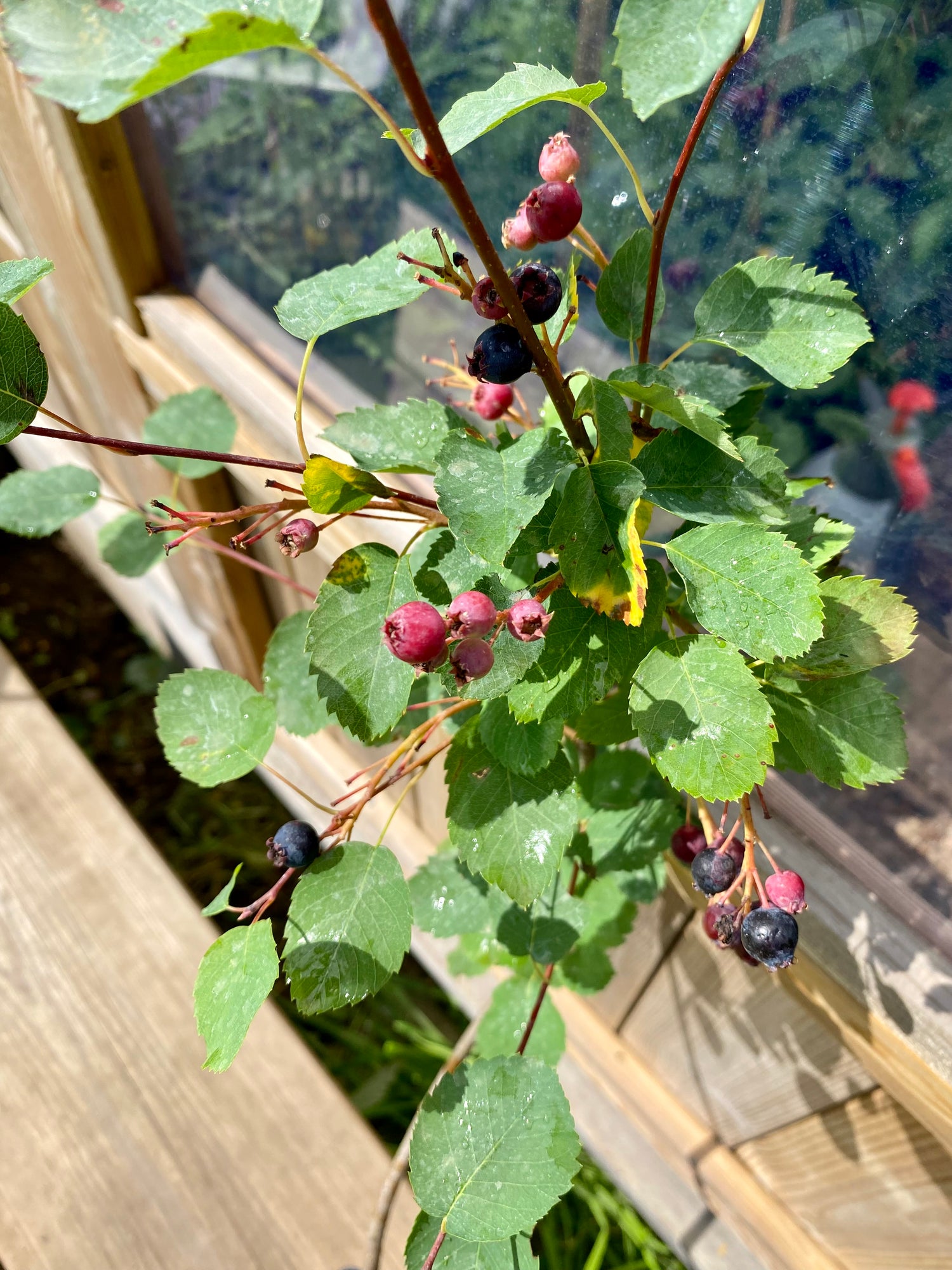 Saskatoon / Bärhäggmispel 'Martin' 50-60 cm (Amelanchier alnifolia)