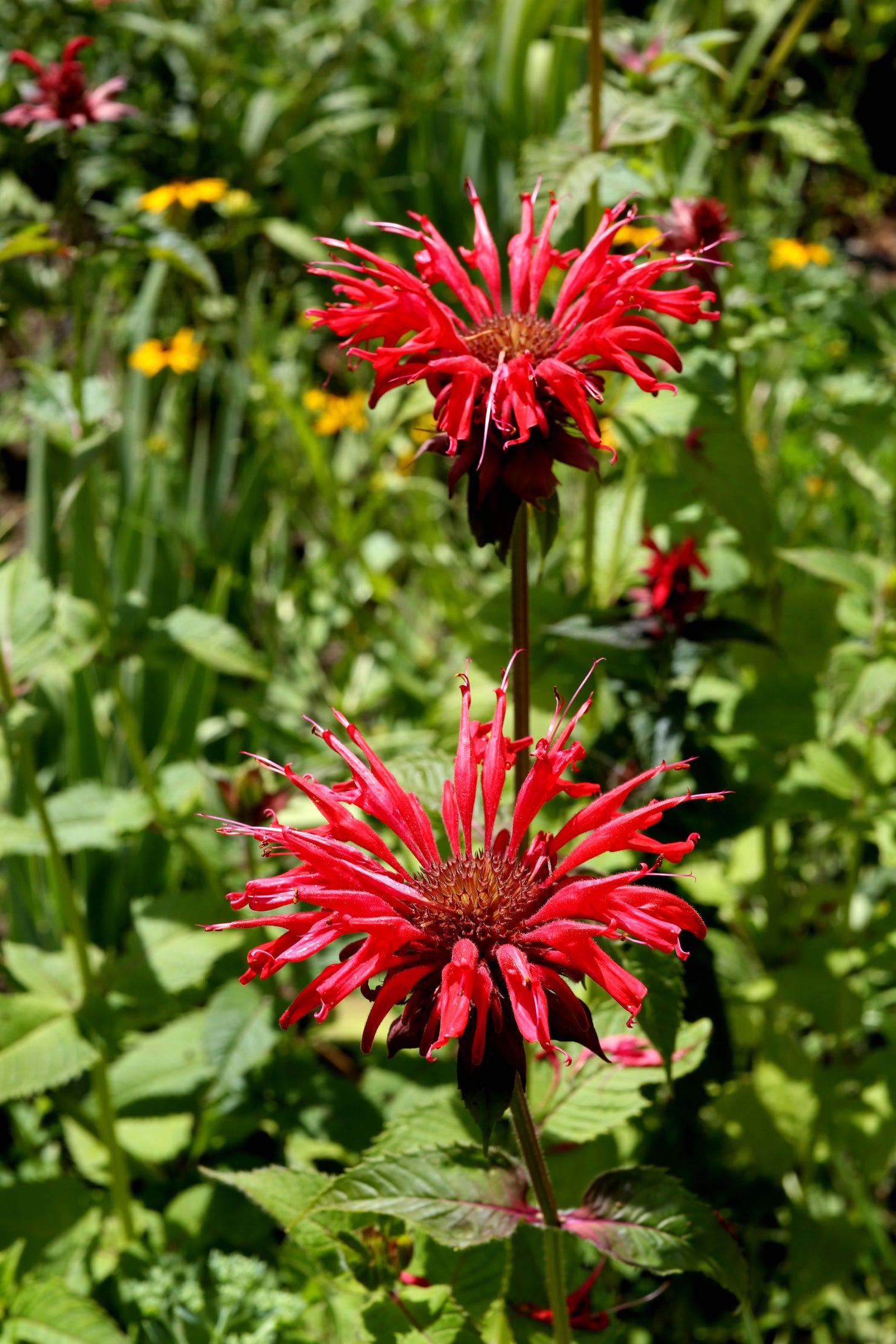 Röd Temynta 'Cambridge Scarlet' 10-20 cm (Monarda didyma)