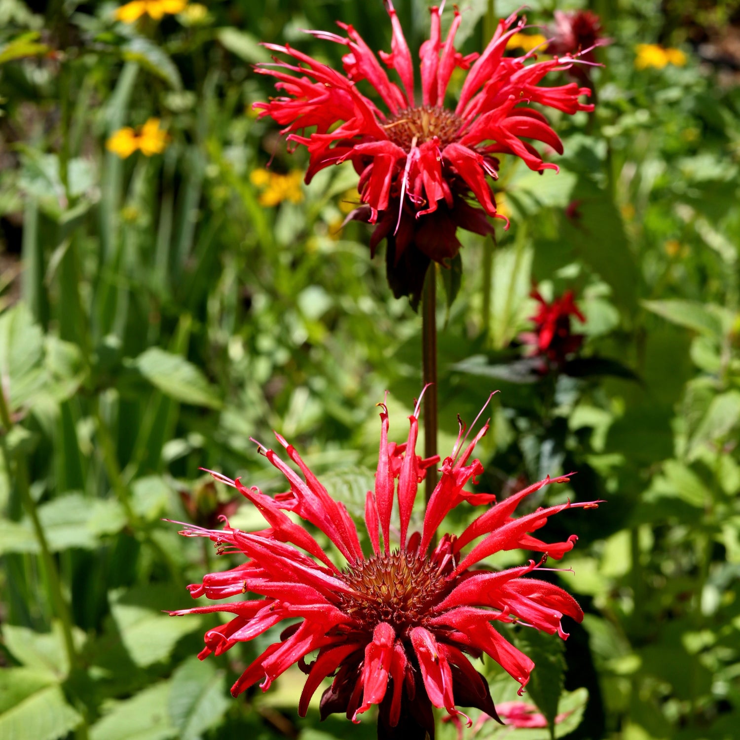 Röd Temynta 'Cambridge Scarlet' 10-20 cm (Monarda didyma)