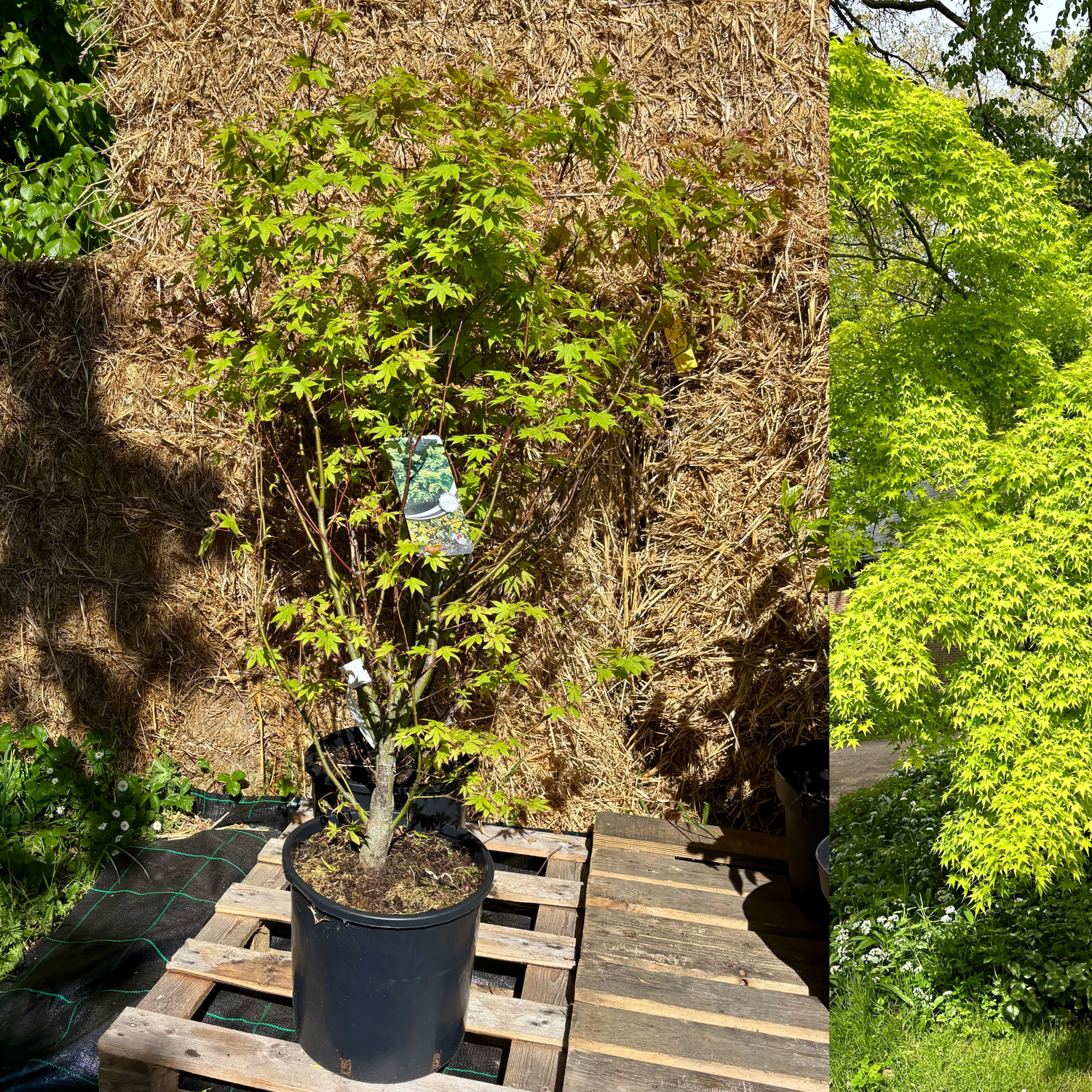 Japansk Lönn 80-120 cm (Acer palmatum)