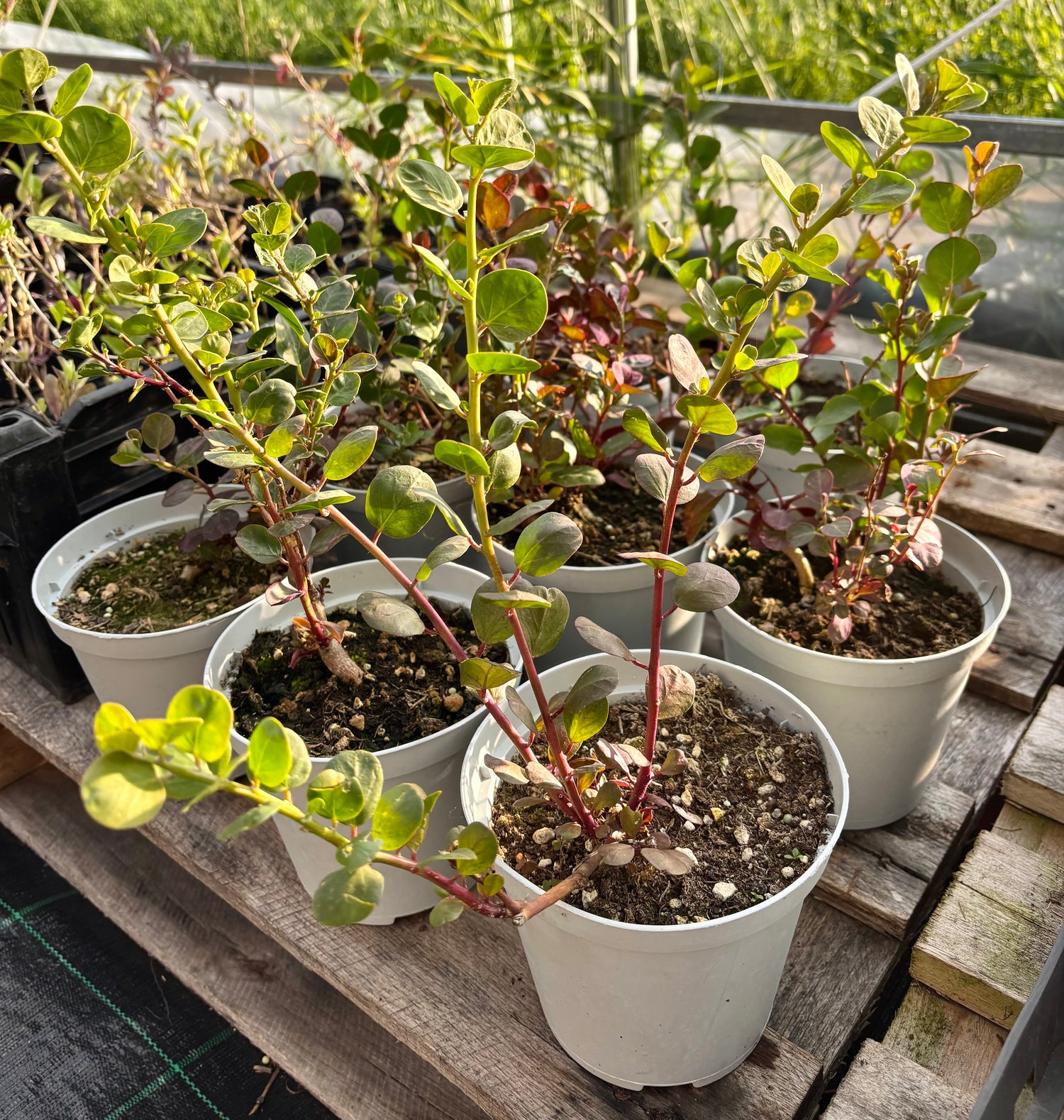 Kapris Planta 20-40 cm (Capparis spinosa)