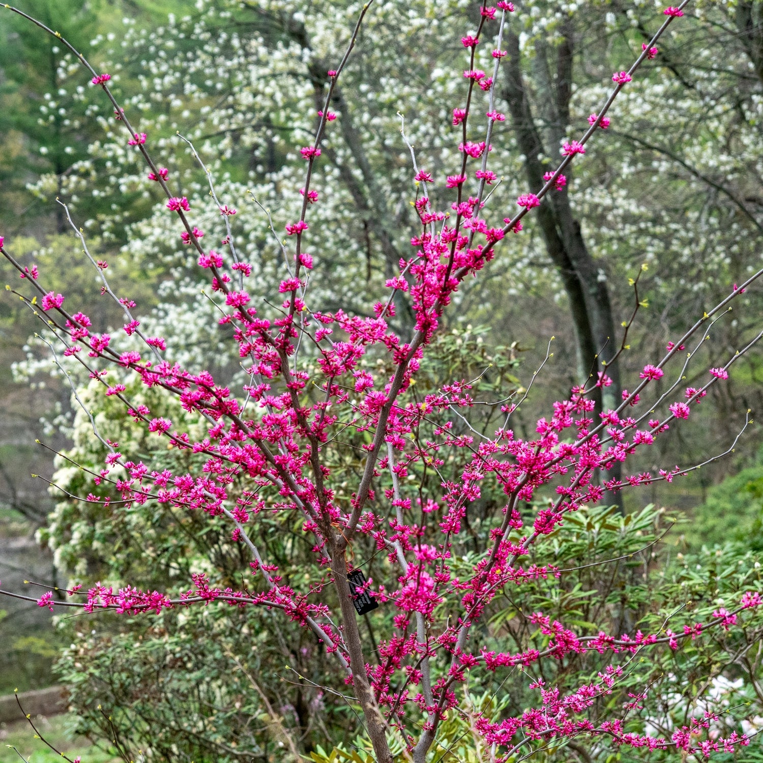 Kinesiskt Judasträd 40-50 cm (Cercis chinensis)