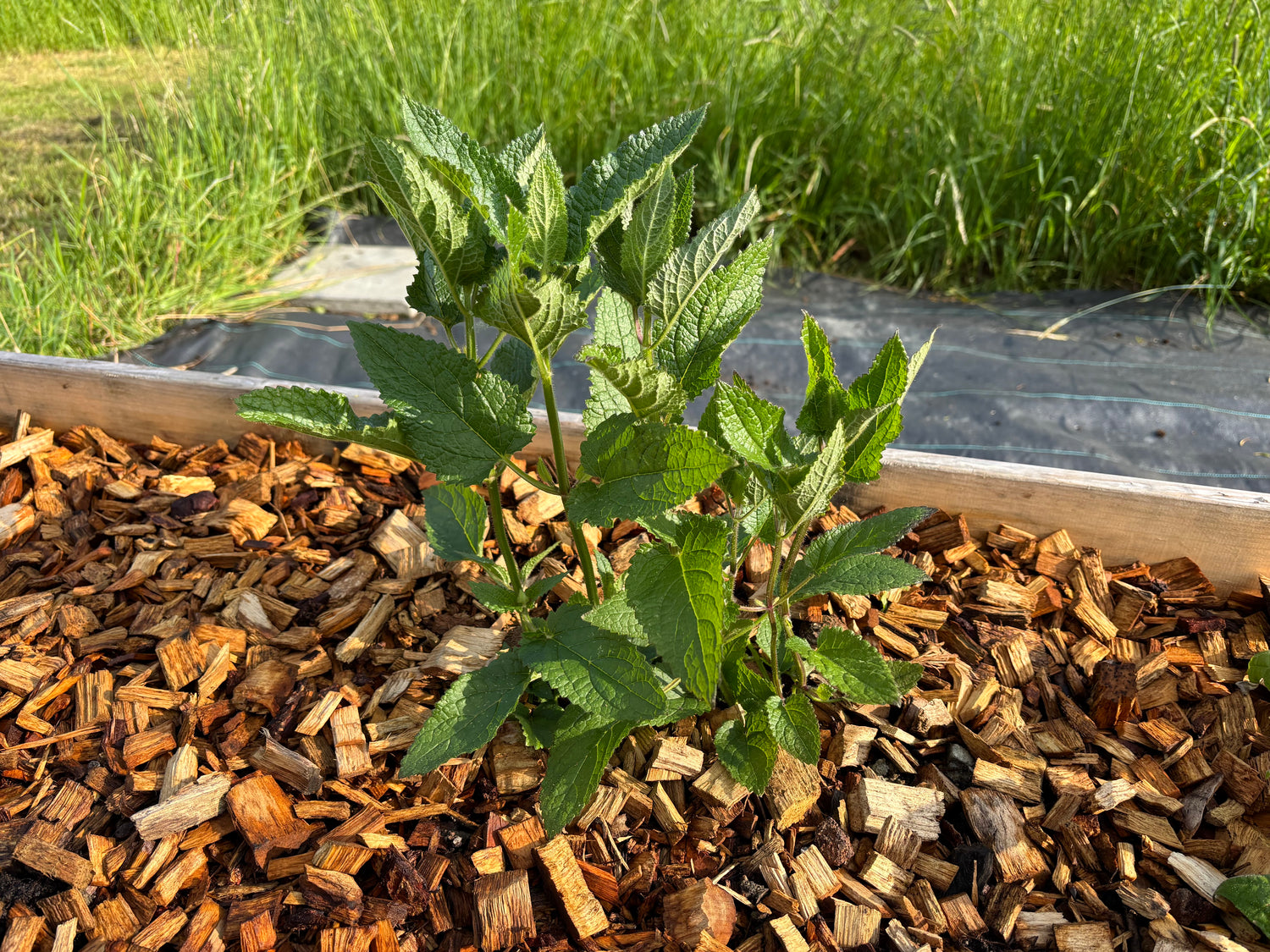 Korogi 15-30 cm (Stachys affinis)