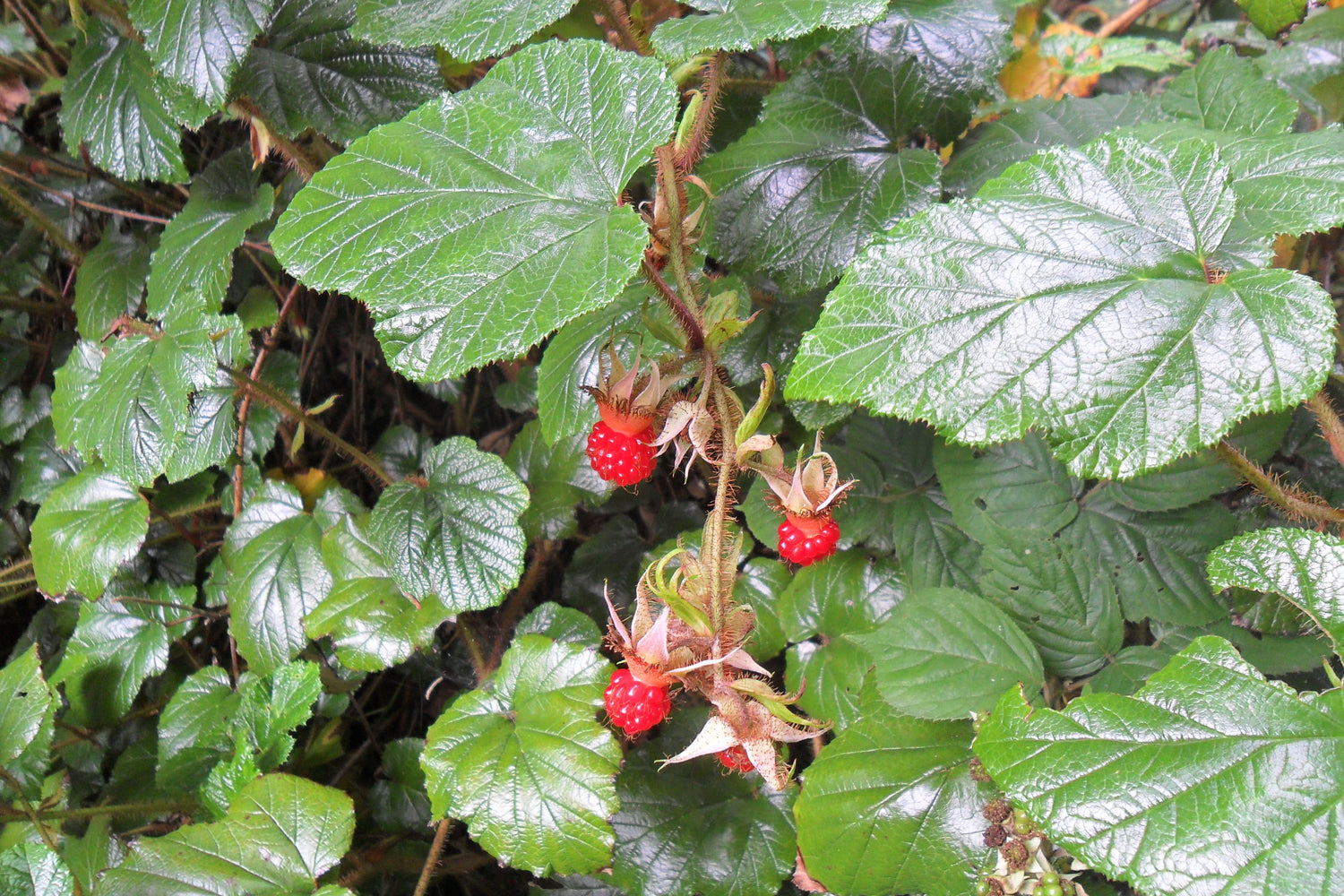 Kryphallon C2 kruka (Rubus tricolor)