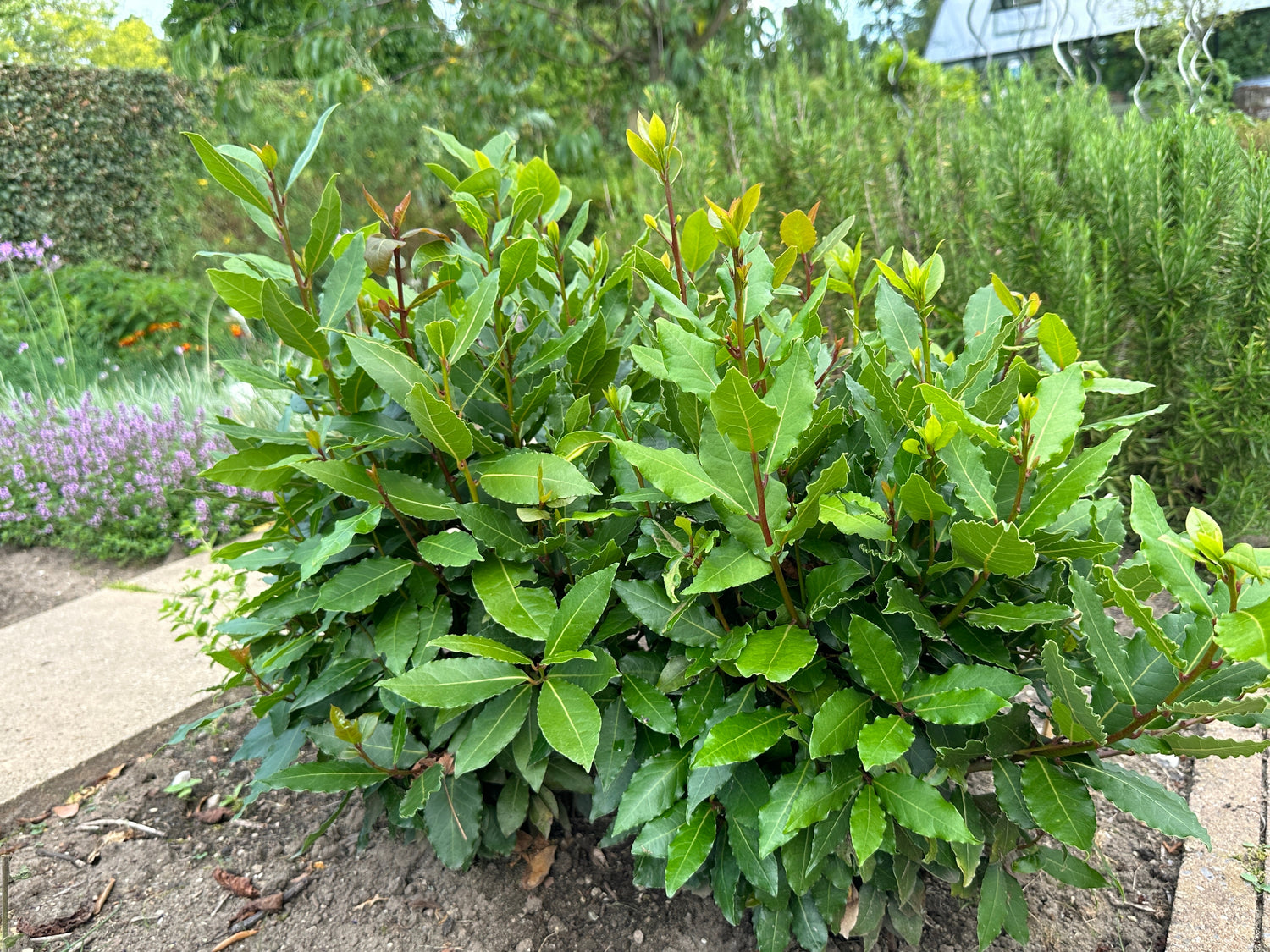 Lagerblad i olika storlekar 20-50 cm (Laurus nobilis)