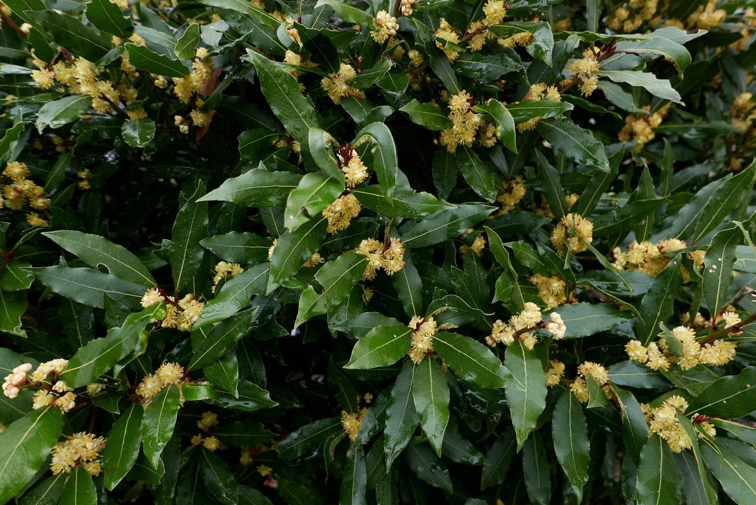 Lagerblad i olika storlekar 20-50 cm (Laurus nobilis)