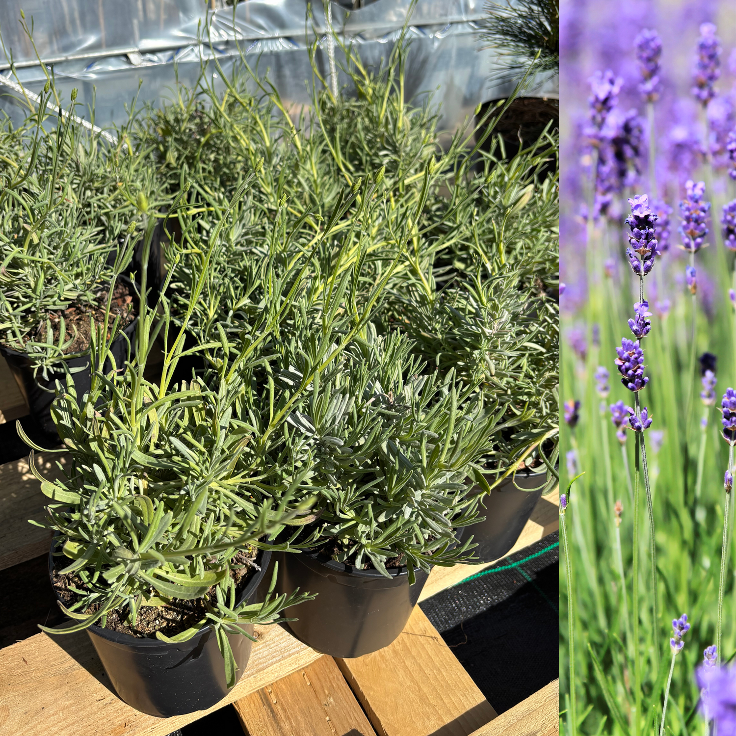 Lavendel 20-30 cm (Lavandula angustifolia)