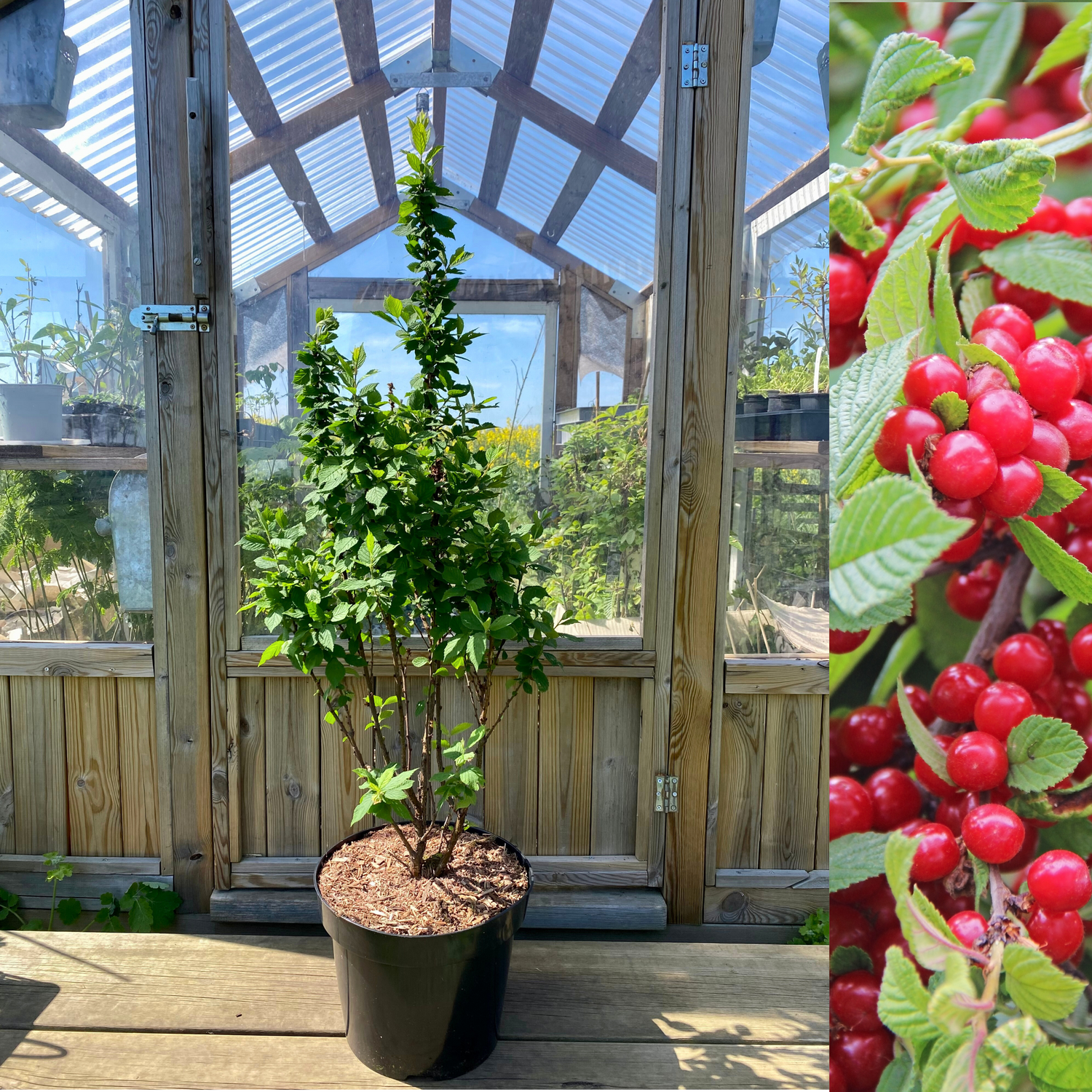 Luddkörsbär i olika storlekar 30-70 cm (Prunus tomentosa)