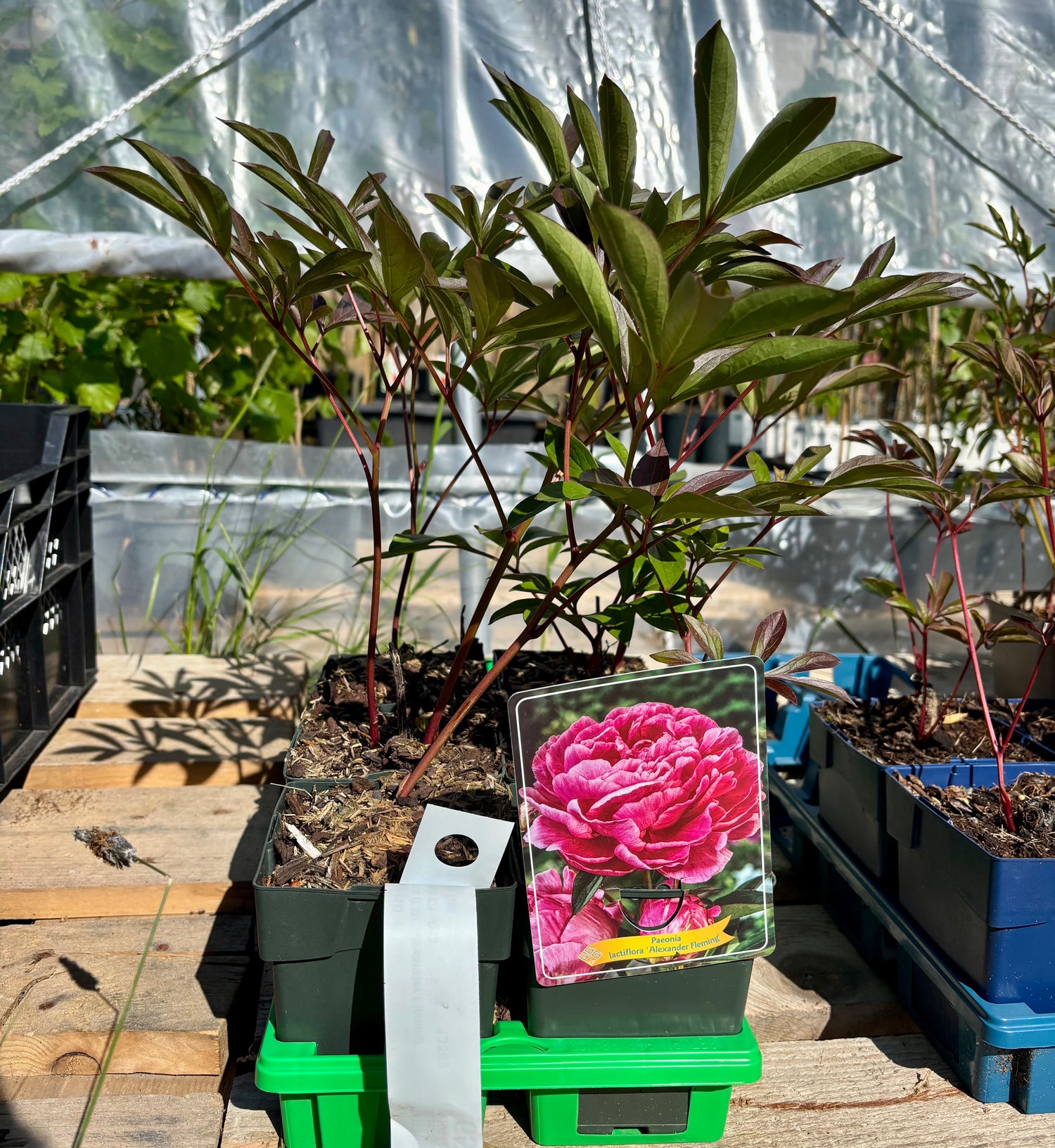 Luktpion 'Alexander Fleming' 20-30 cm C2 kruka (Paeonia lactiflora)