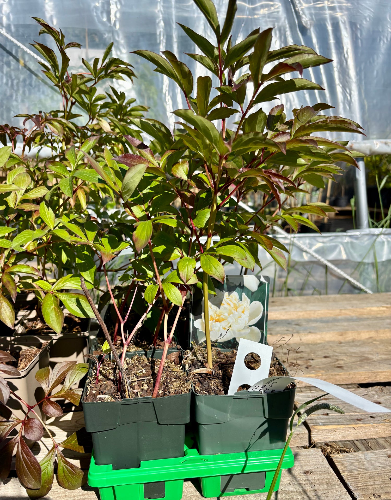 Luktpion 'Shirley Temple' 20-30 cm (Paeonia lactiflora)