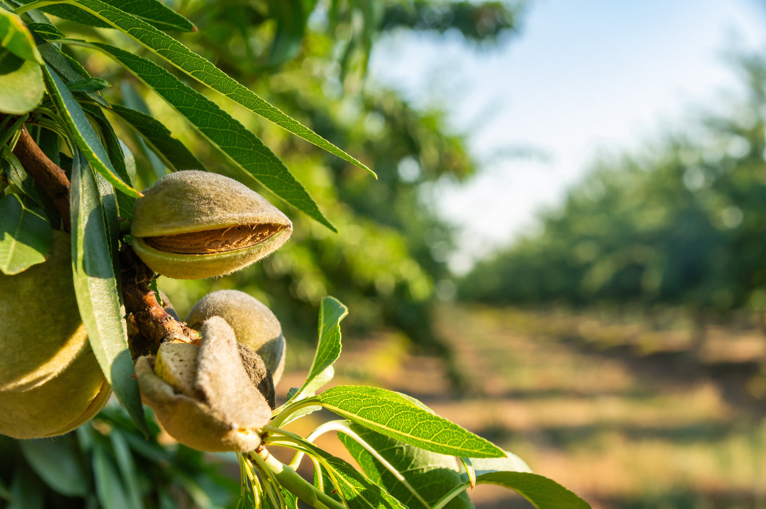 Mandelträd 'Ferragnes' 70-90 cm (Prunus dulcis)