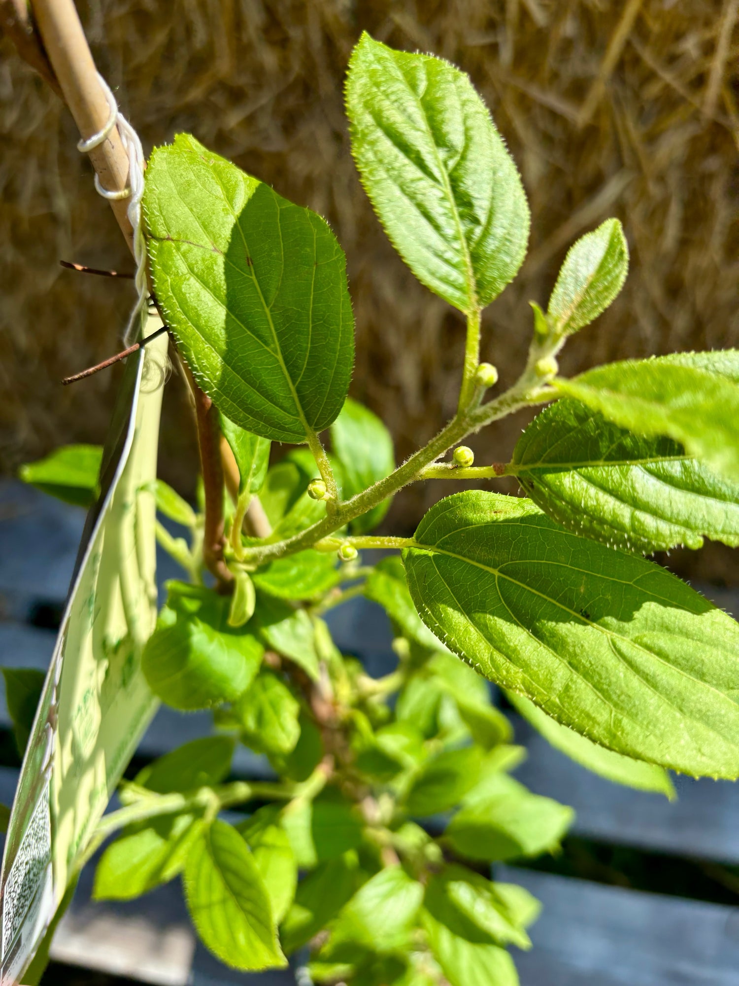 Minikiwi 'Issai' Självfertil Sort 60-80 cm (Actinidia arguta x polygama)