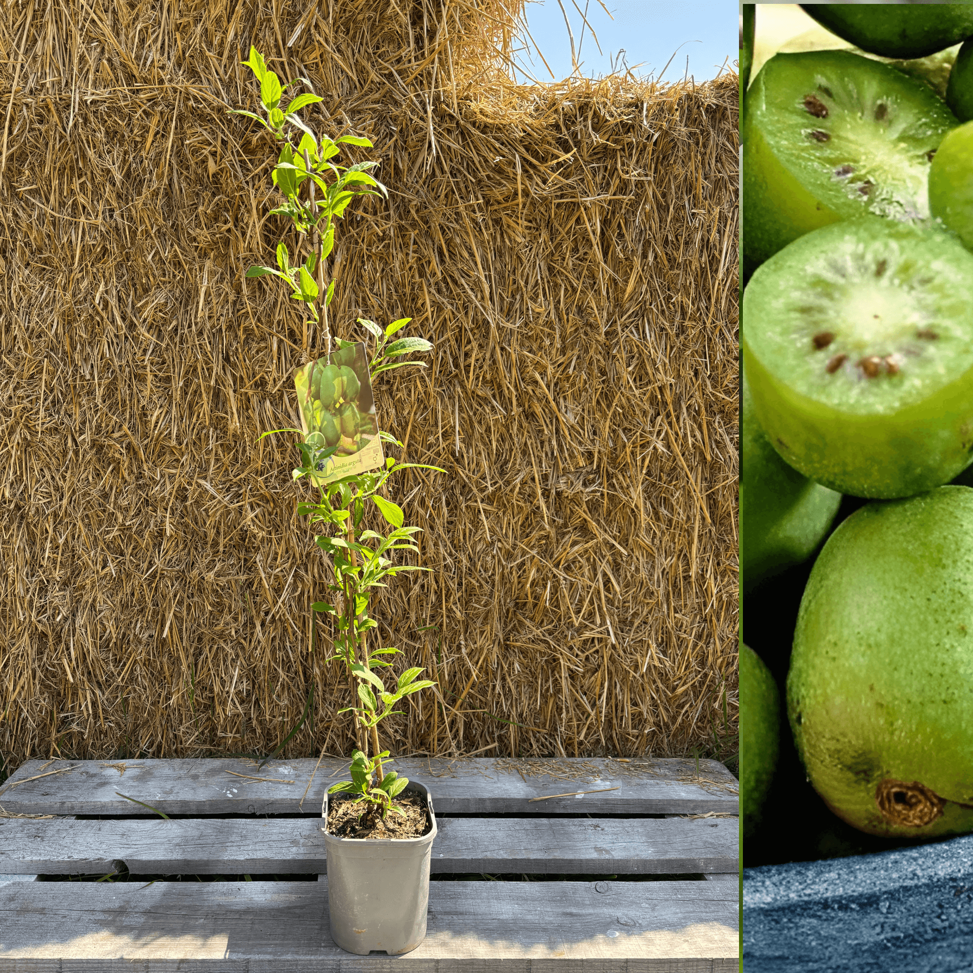 Minikiwi 'Issai' Självfertil Sort 60-80 cm (Actinidia arguta x polygam ...