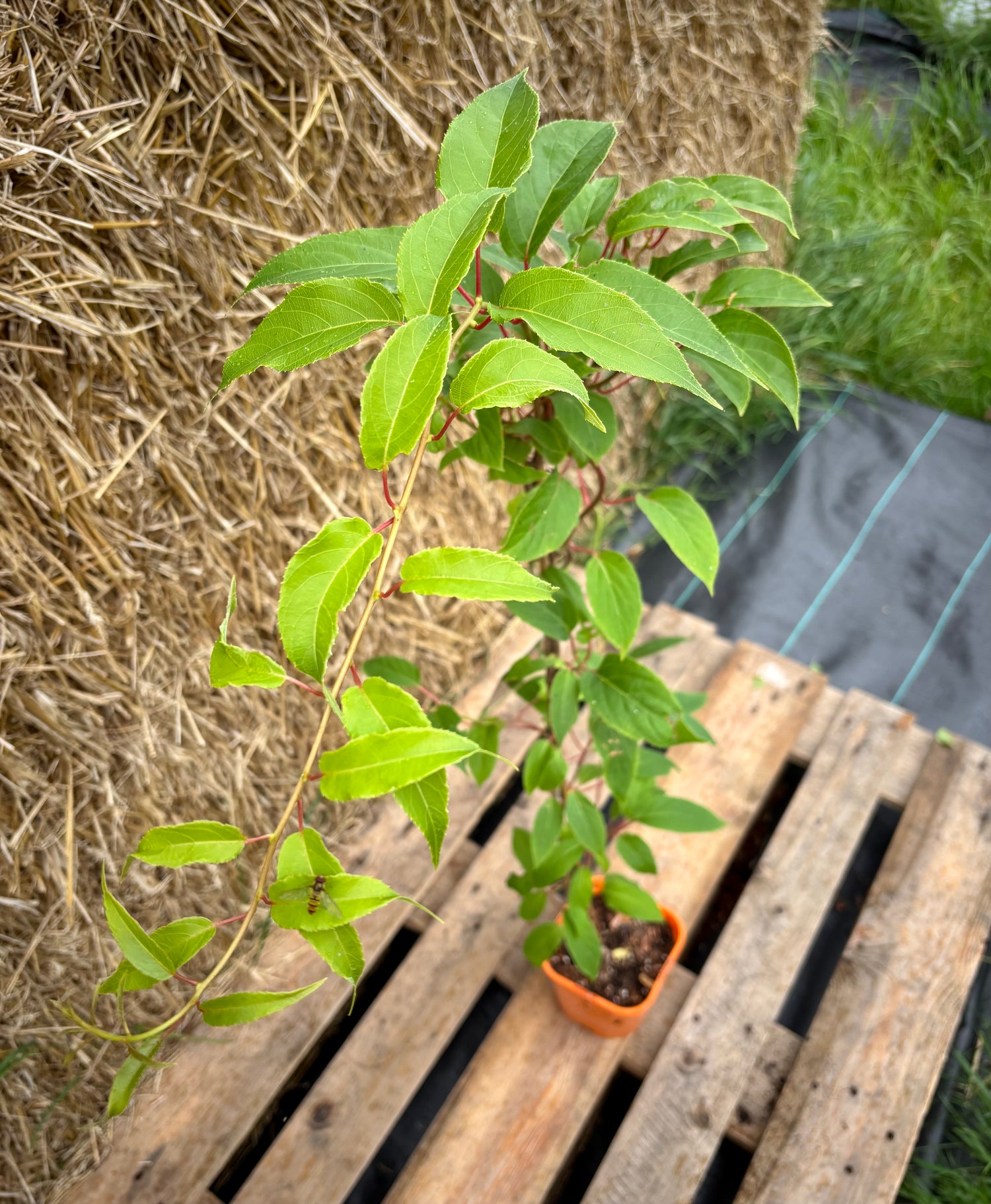 Minikiwi 'Scarlet September Kiwi' Honplanta 60-80 cm (Actinidia arguta)