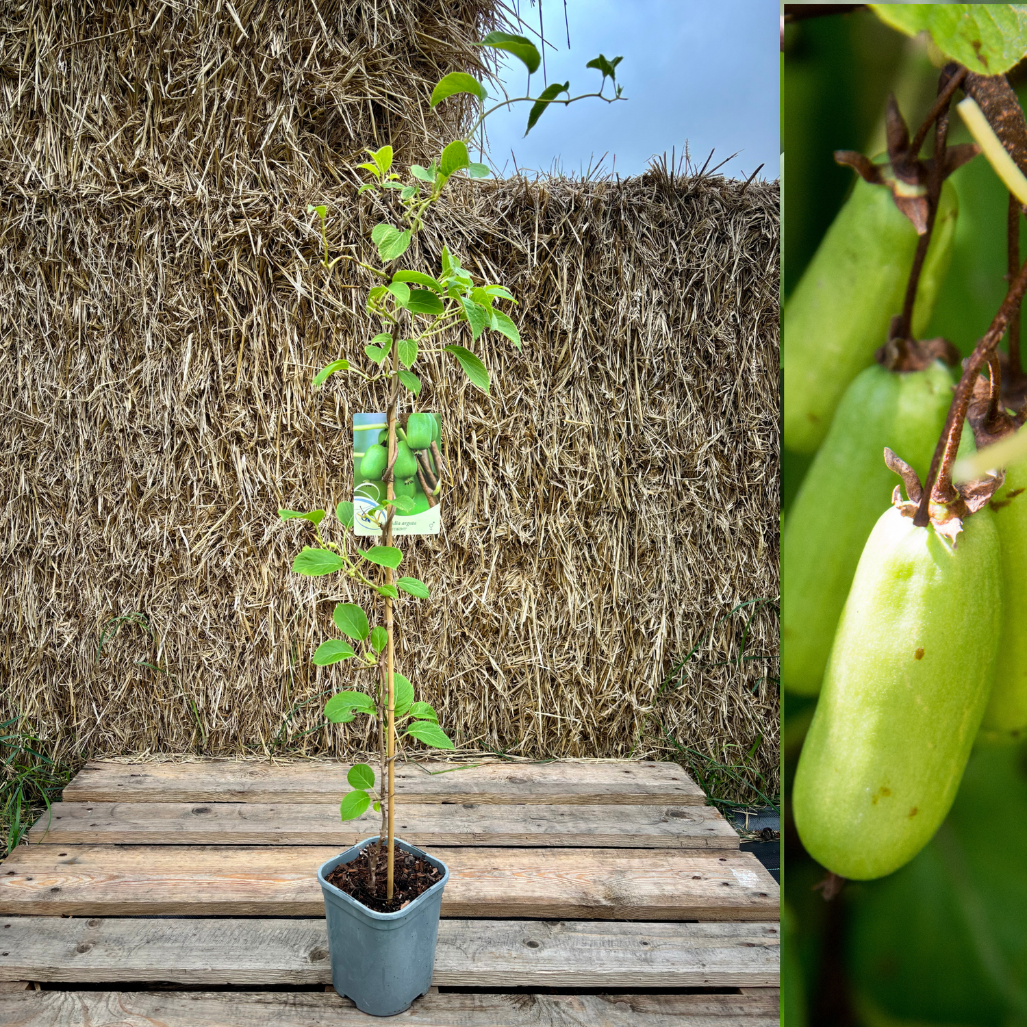 Minikiwi 'Vitikiwi': Självfertil Sort 60-80 cm (Actinidia arguta)