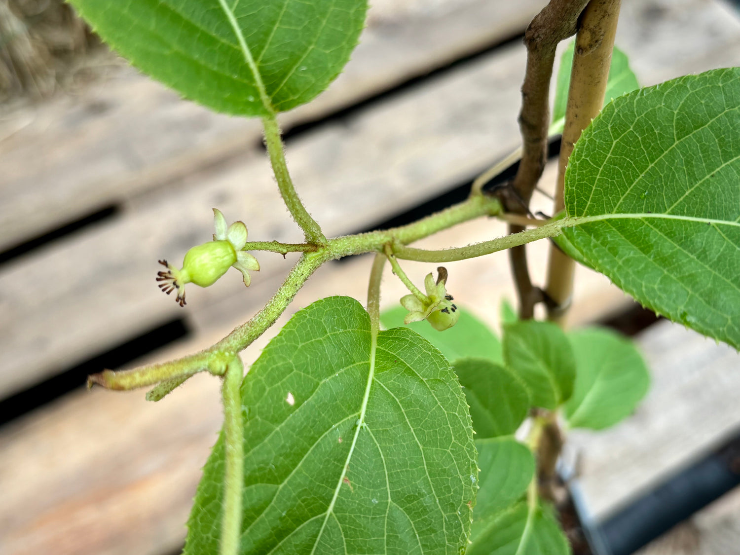 Minikiwi 'Vitikiwi': Självfertil Sort 60-80 cm (Actinidia arguta)
