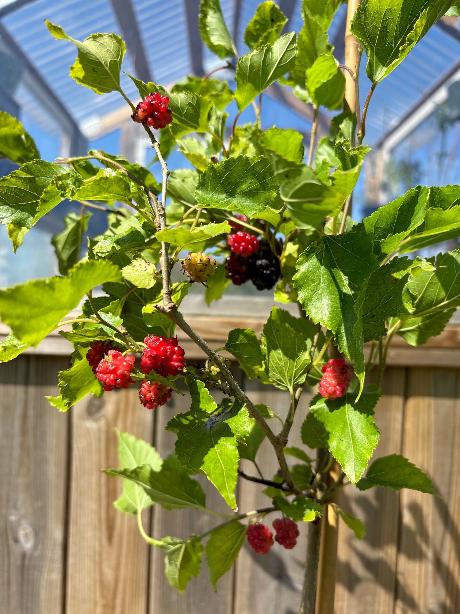 Mullbär 'Full Seasons' 70-120 cm (Morus alba)