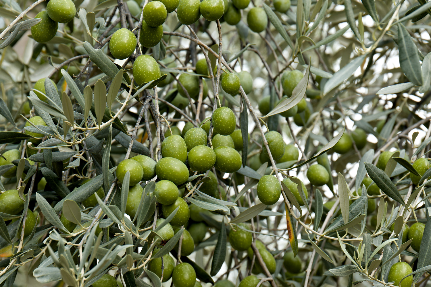 Olivträd 100-120 cm (Olea europaea)