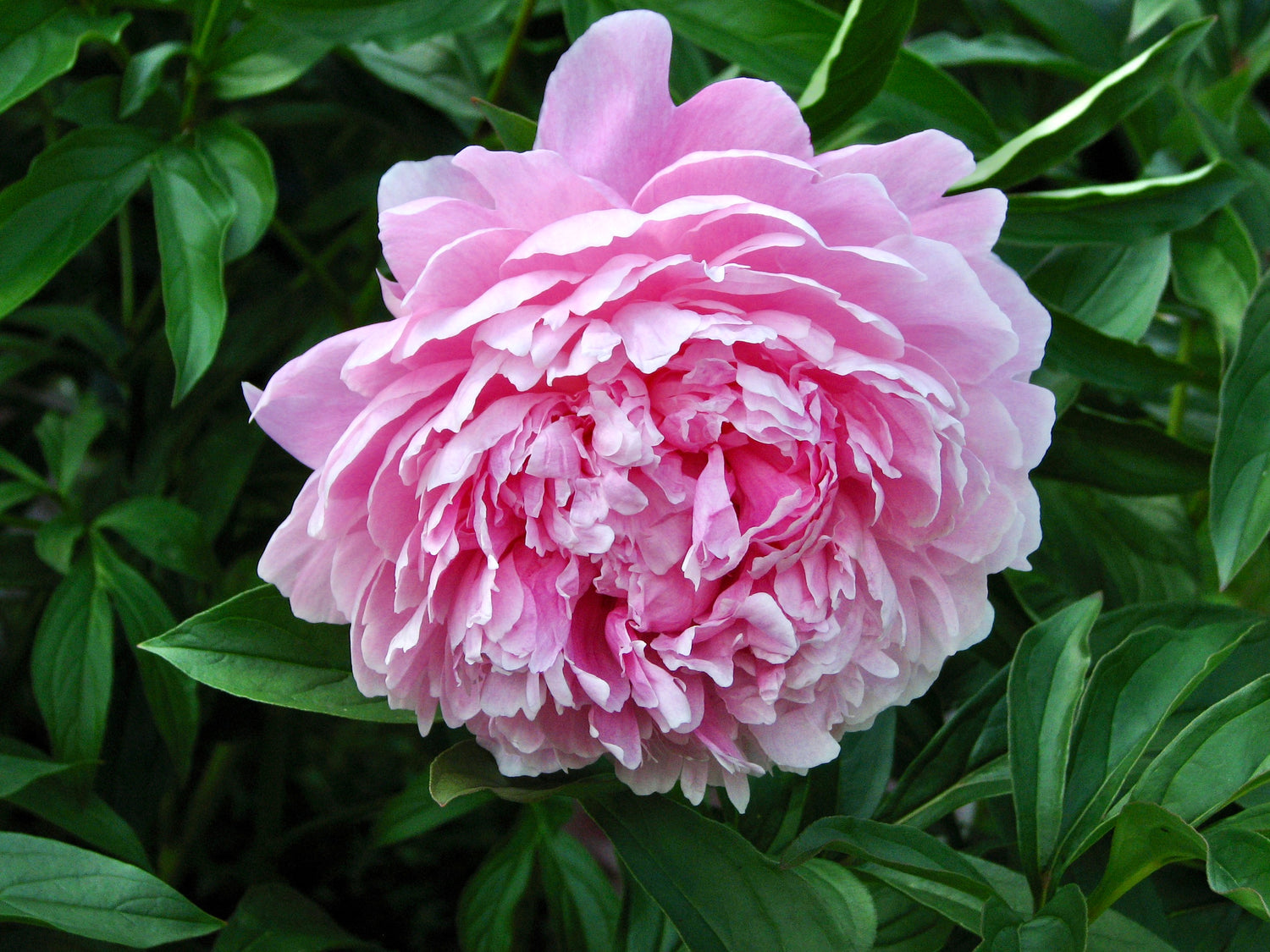 Luktpion 'Sarah Bernhardt' 10-20 cm (Paeonia lactiflora)