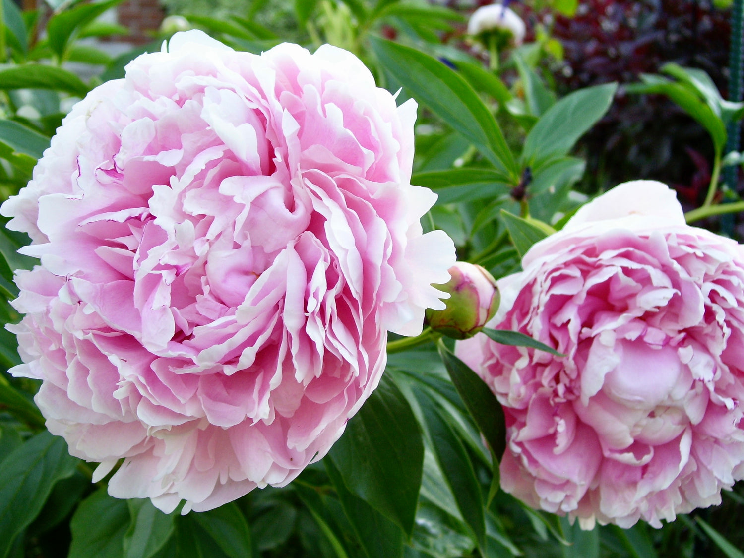 Luktpion 'Sarah Bernhardt' 10-20 cm (Paeonia lactiflora)