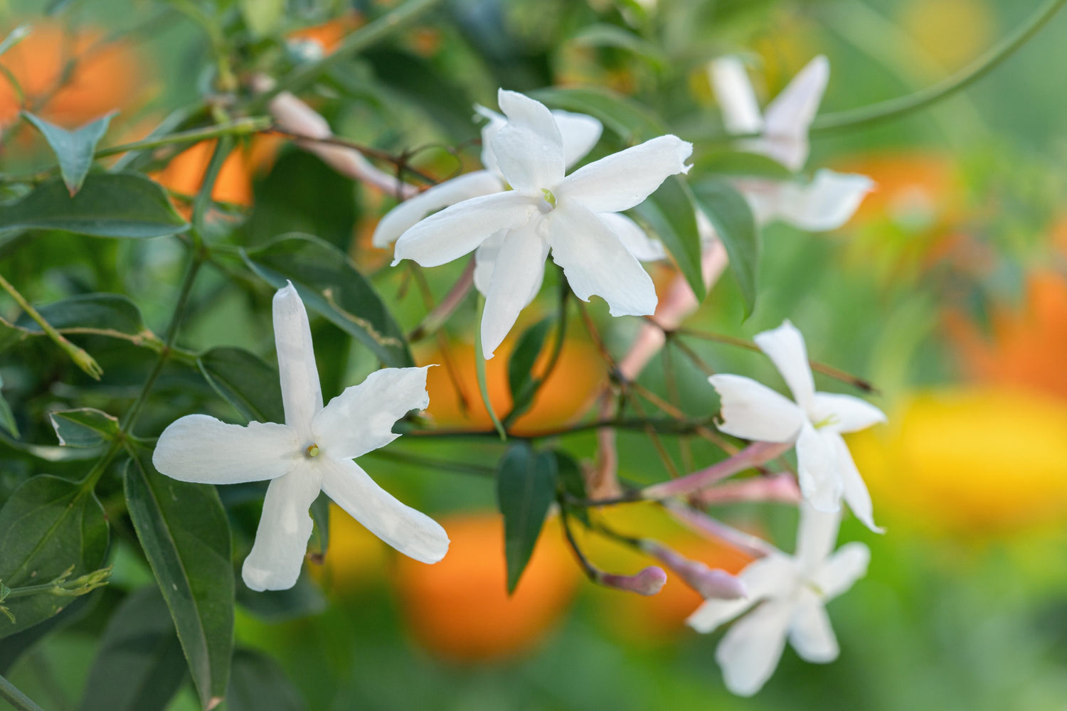 Parfymjasmin i olika storlekar 20-70 cm (Jasminum officinale)