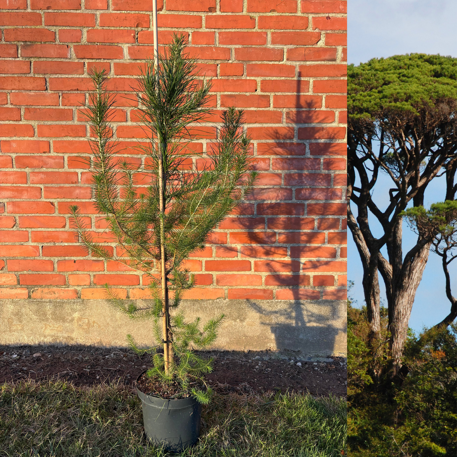 Pinjetall / Pinjeträd i olika storlekar 30-150 cm (Pinus pinea)