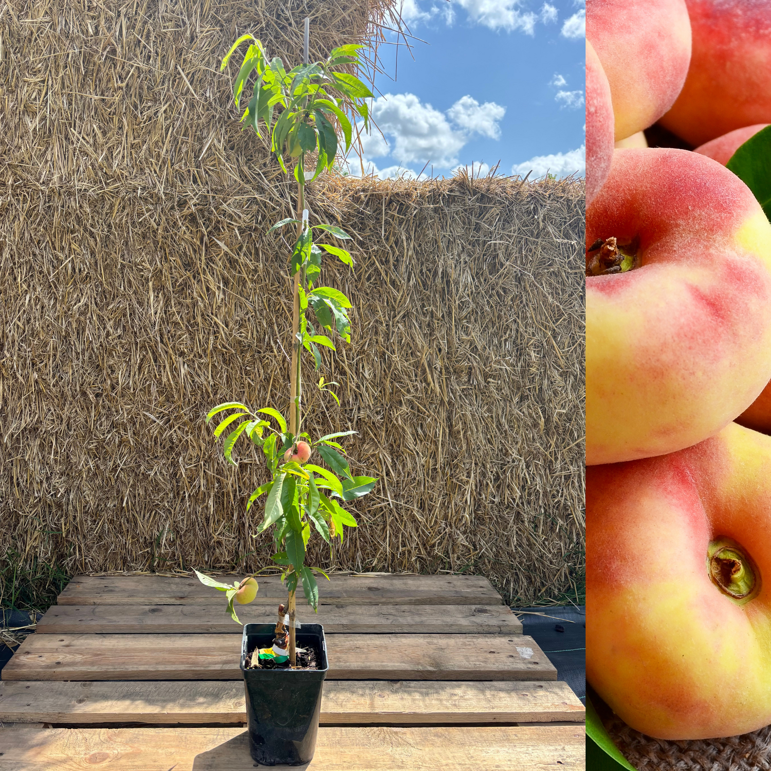 Plattpersika / Paraguayo 'Ornella' 80-100 cm (Prunus persica var. platycarpa)