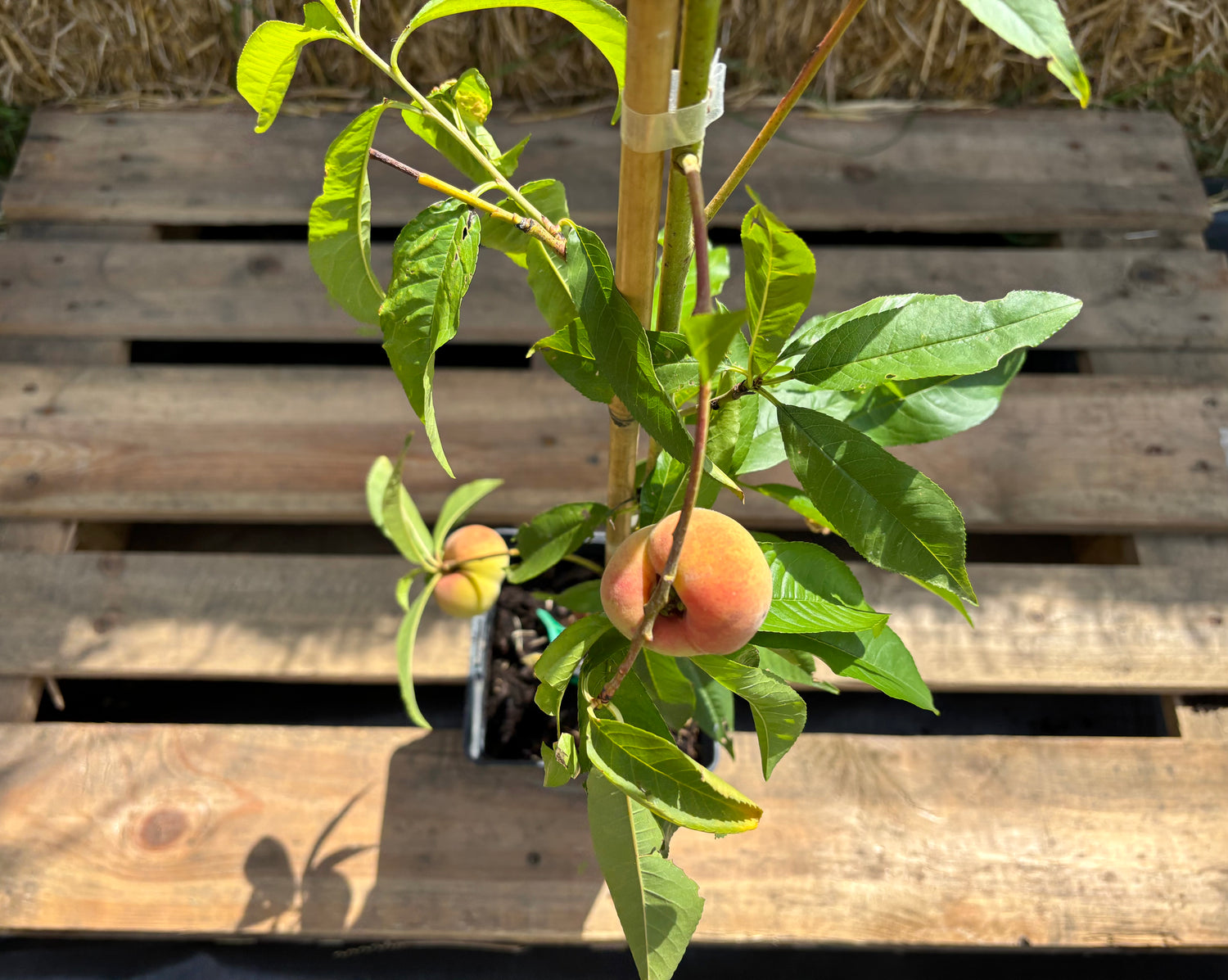 Plattpersika / Paraguayo 'Ornella' 80-100 cm (Prunus persica var. platycarpa)