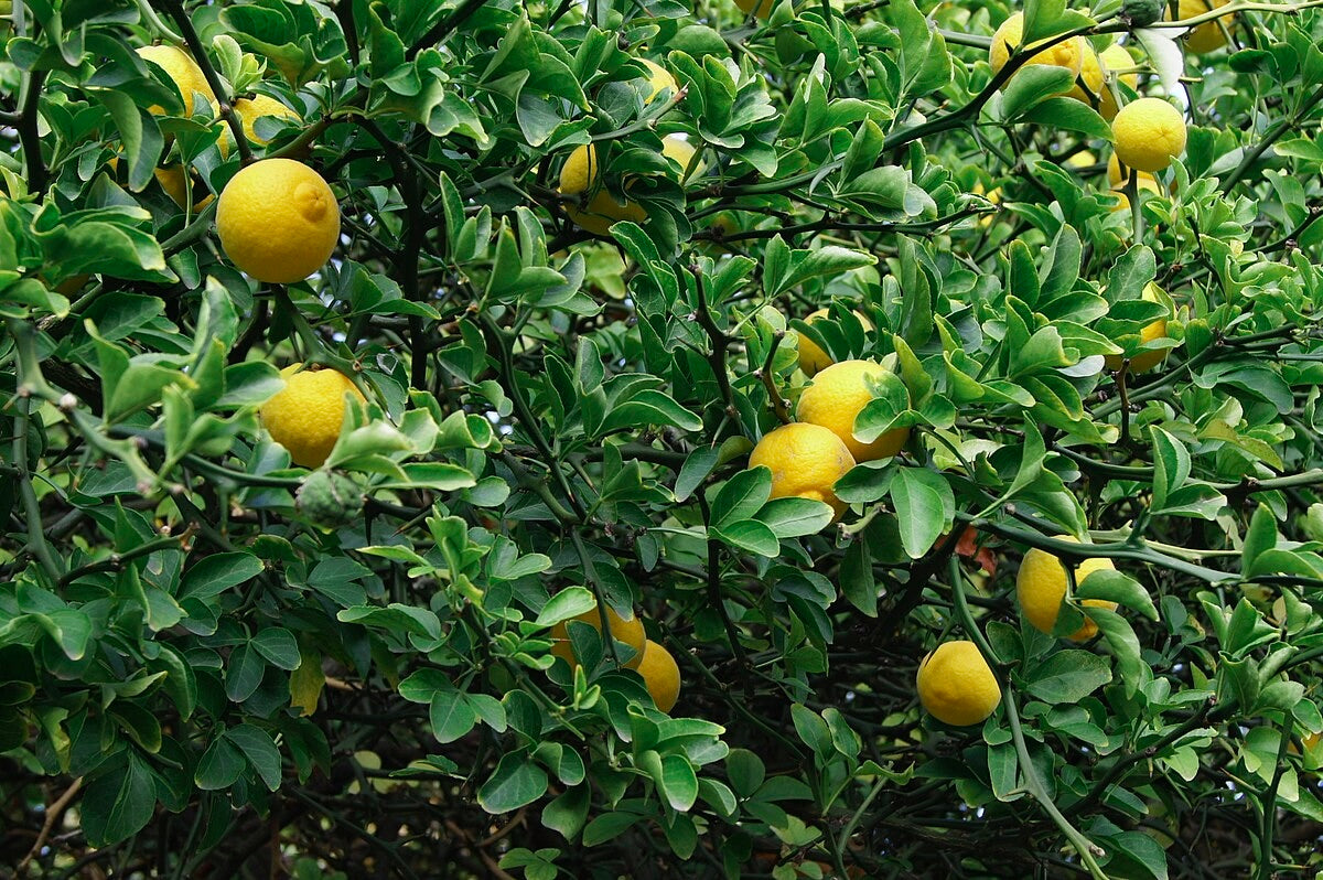 Citrontörne i olika storlekar 20-100 cm (Citrus trifoliata)