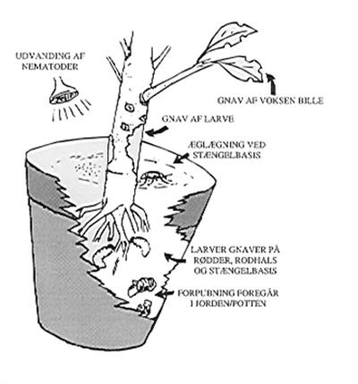 Nematoder mot Öronvivlar